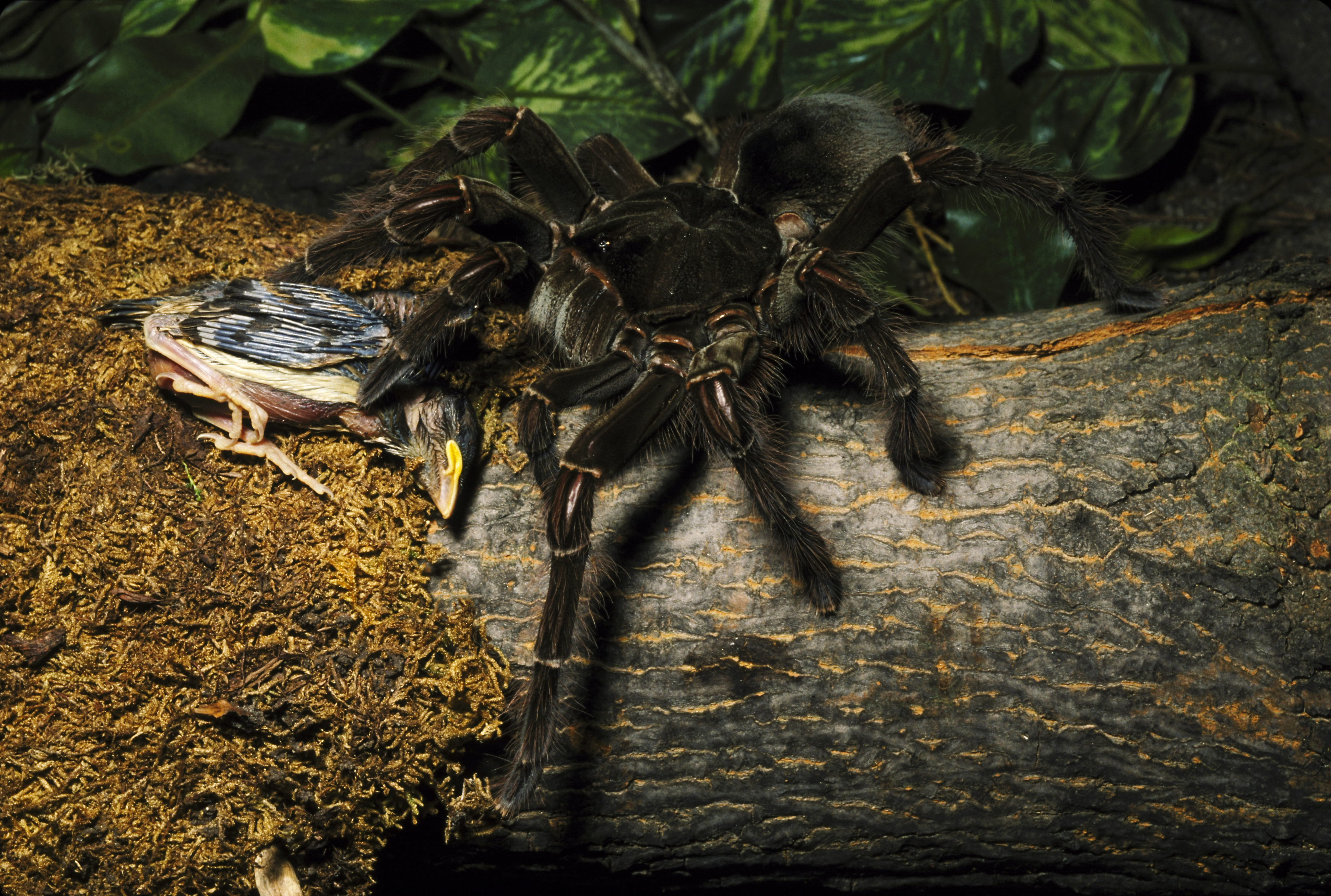 Goliath birdeater tarantula