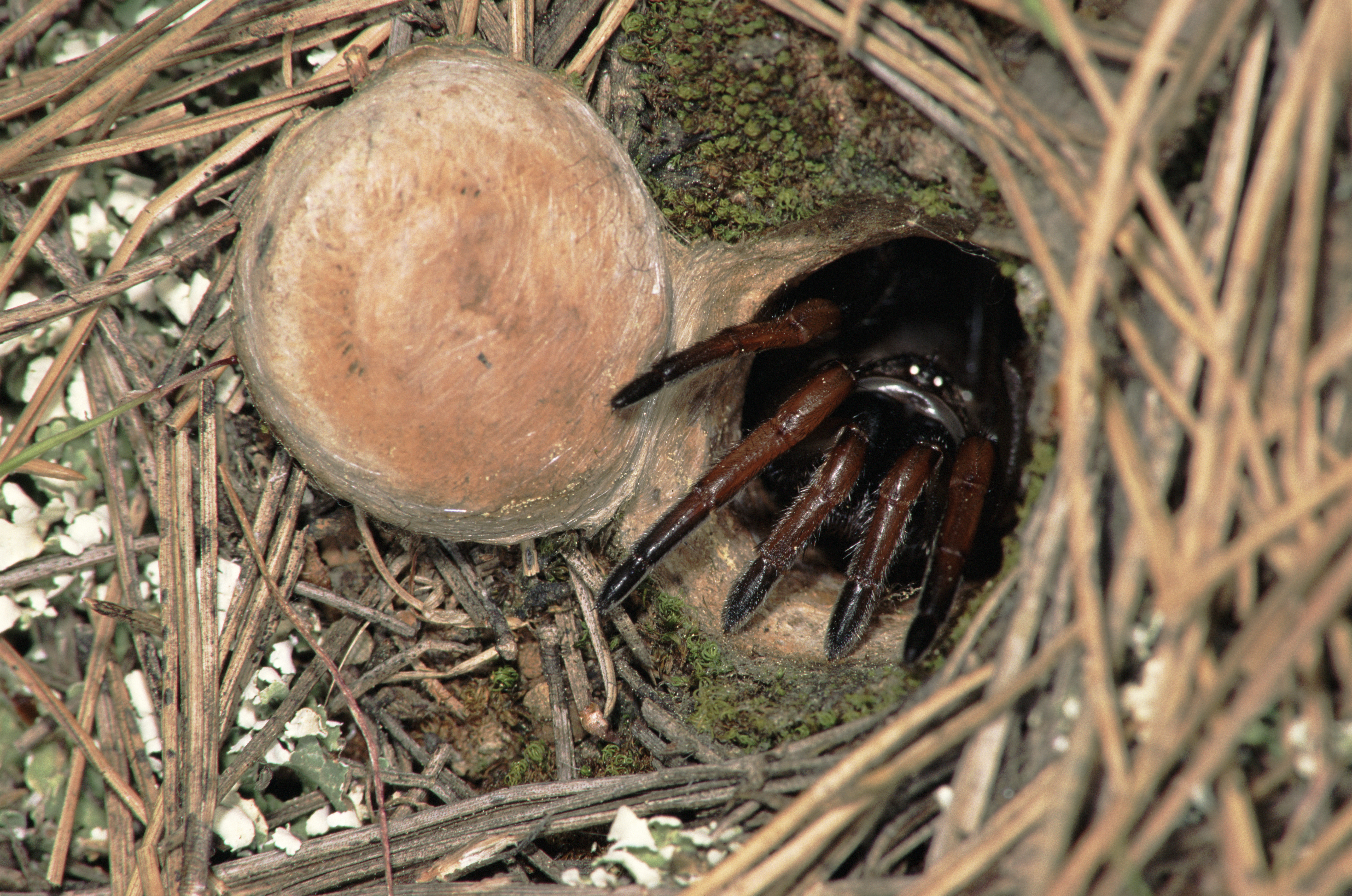 Trap-door spider