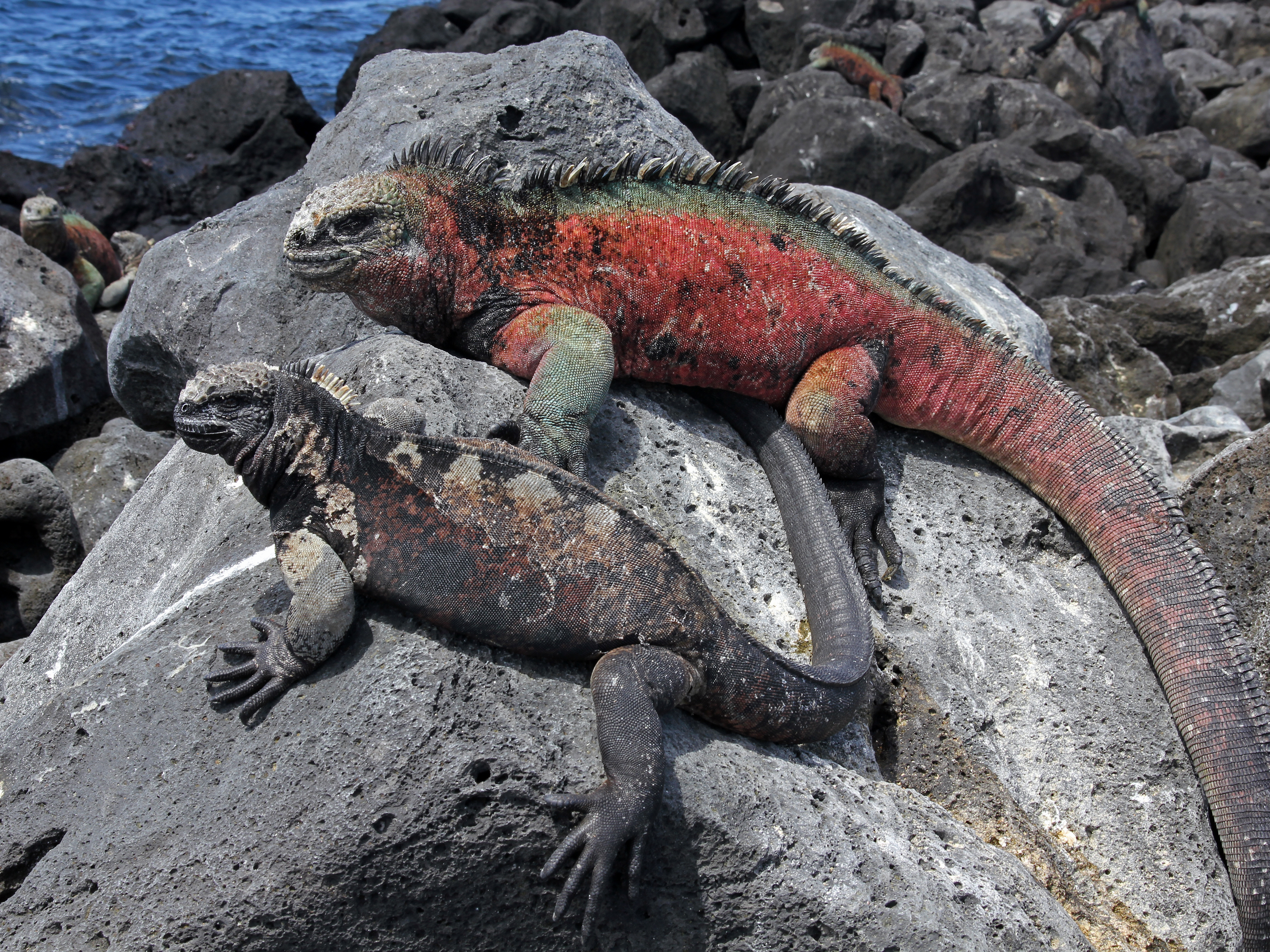 Marine iguana on the Galapagos Islands