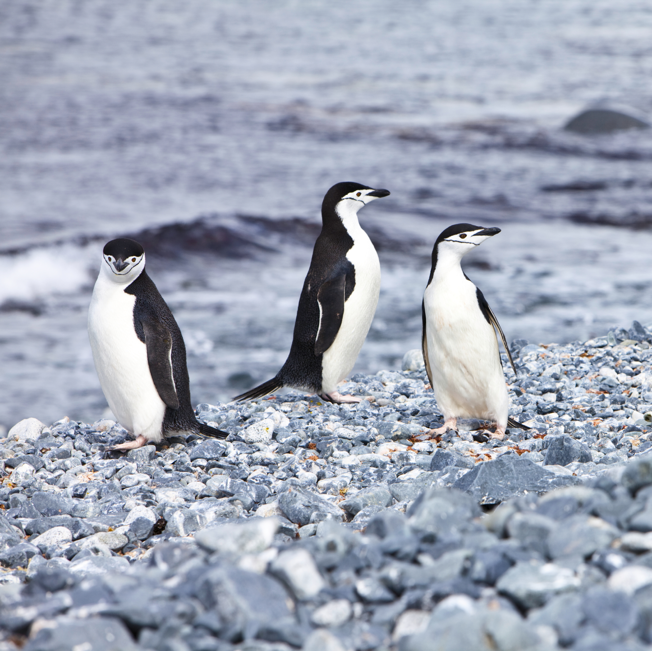 Chinstrap penguins