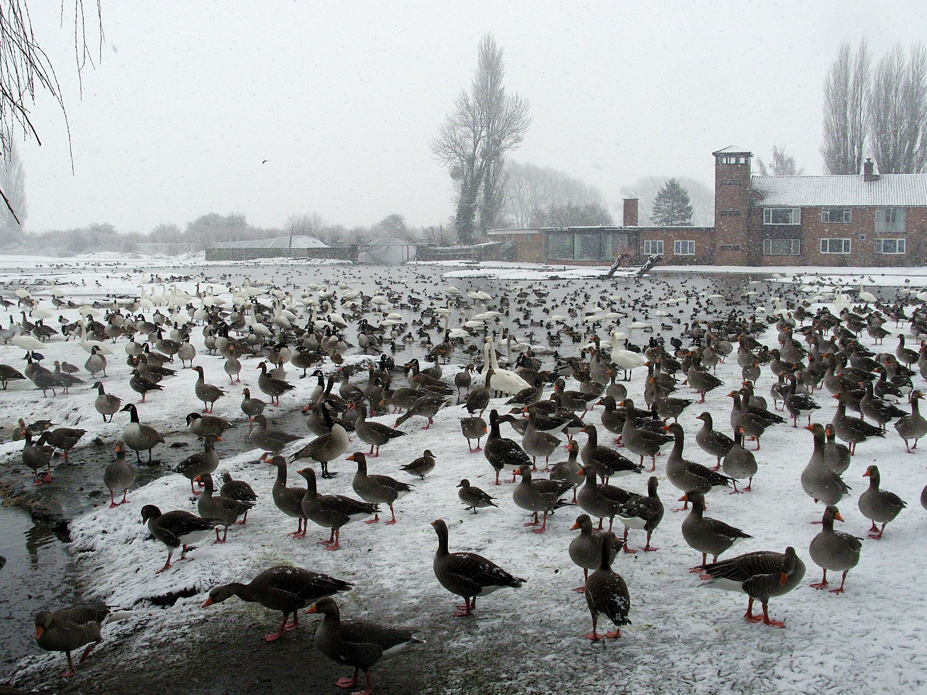 Slimbridge Wetland Centre