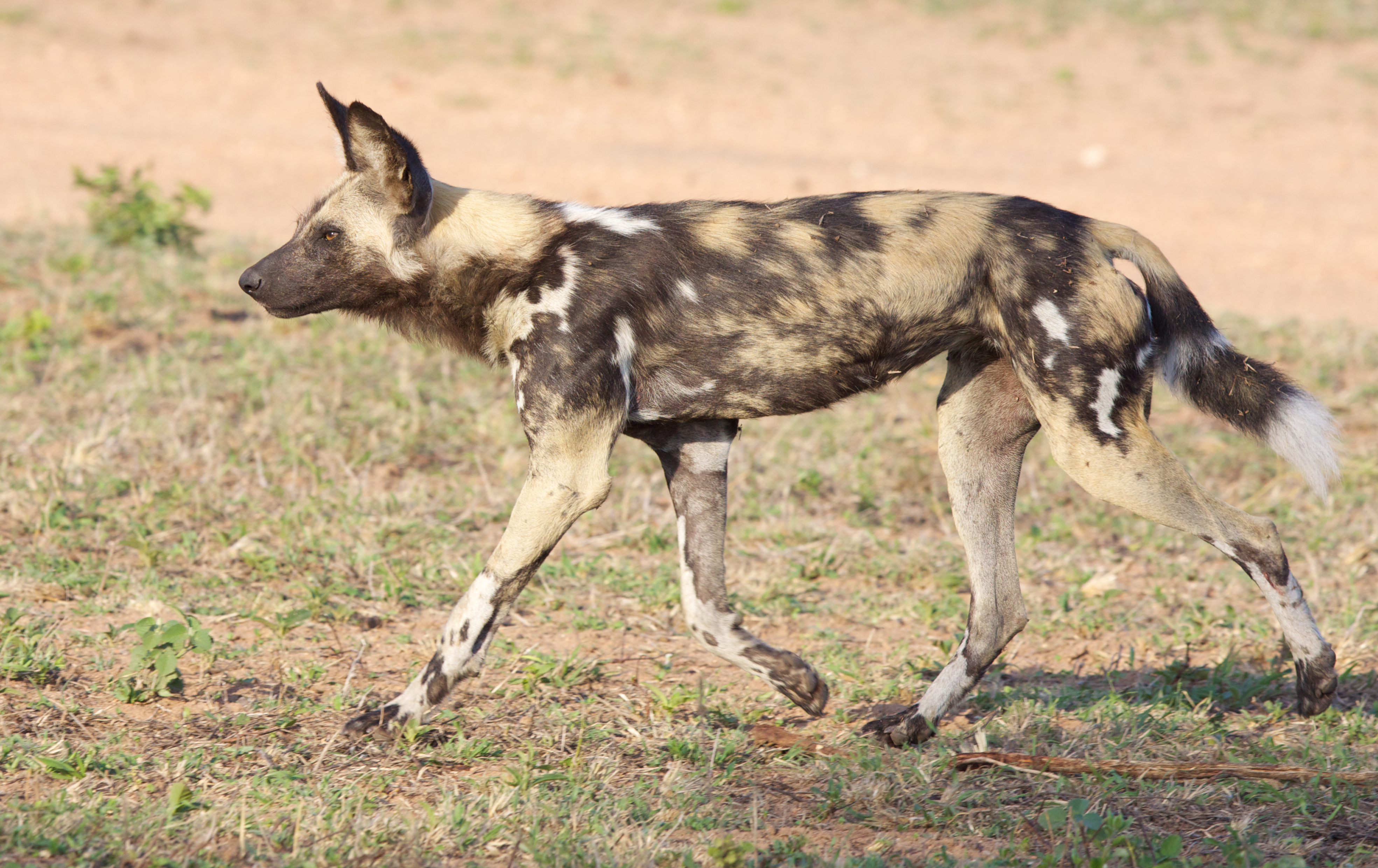 African hunting dog