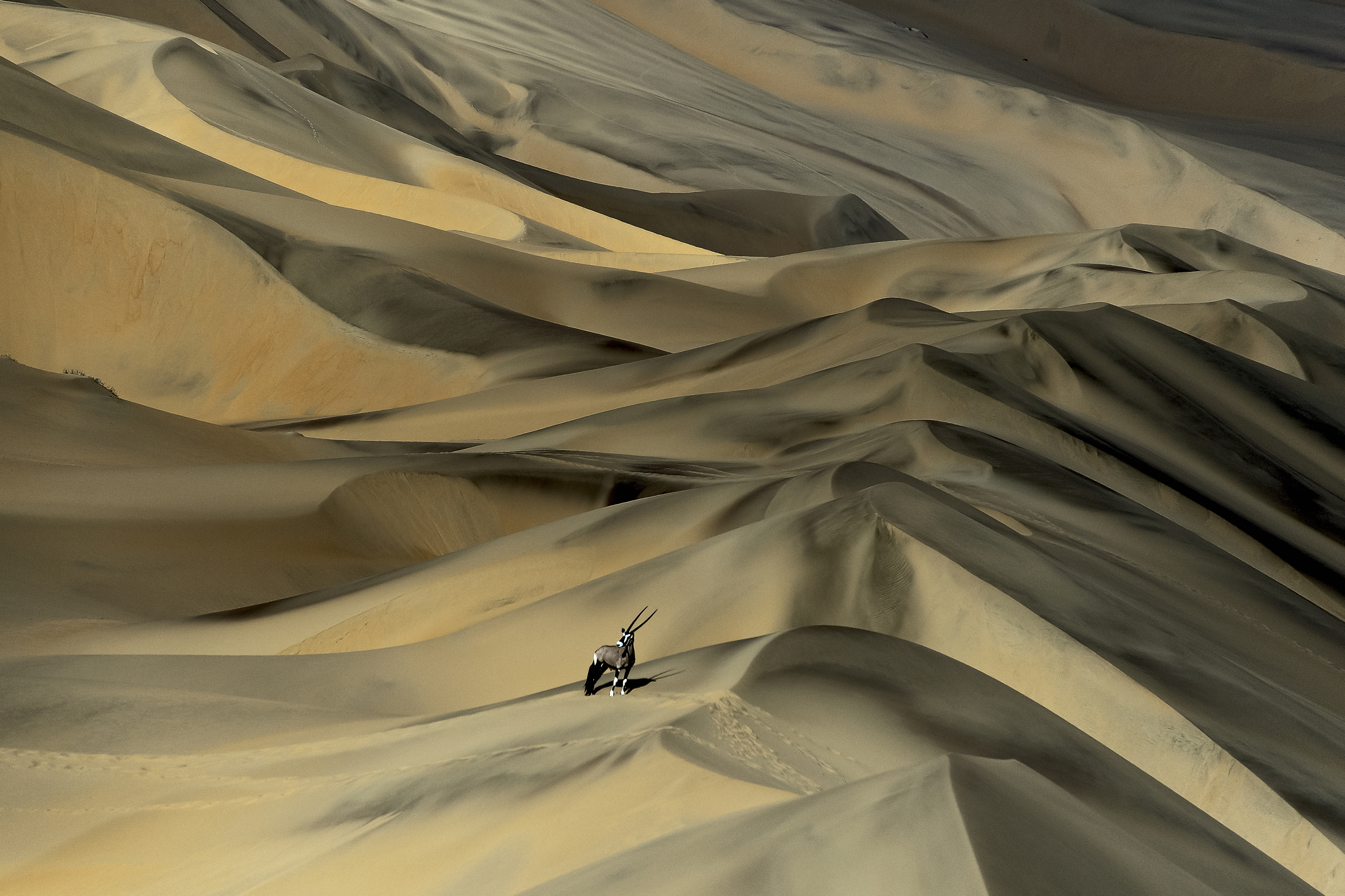 Gemsbok standing atop a sand dune