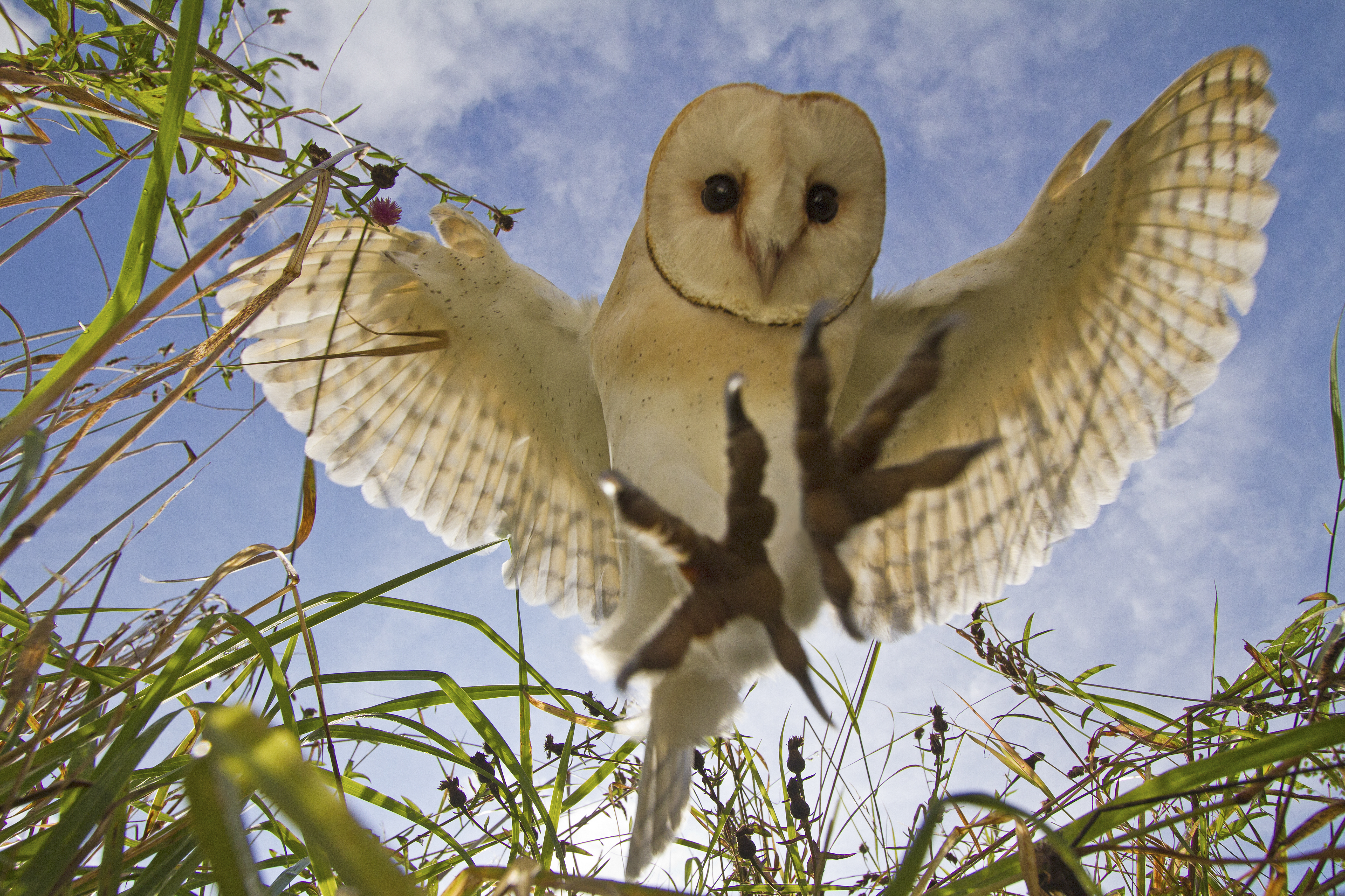 Barn owl