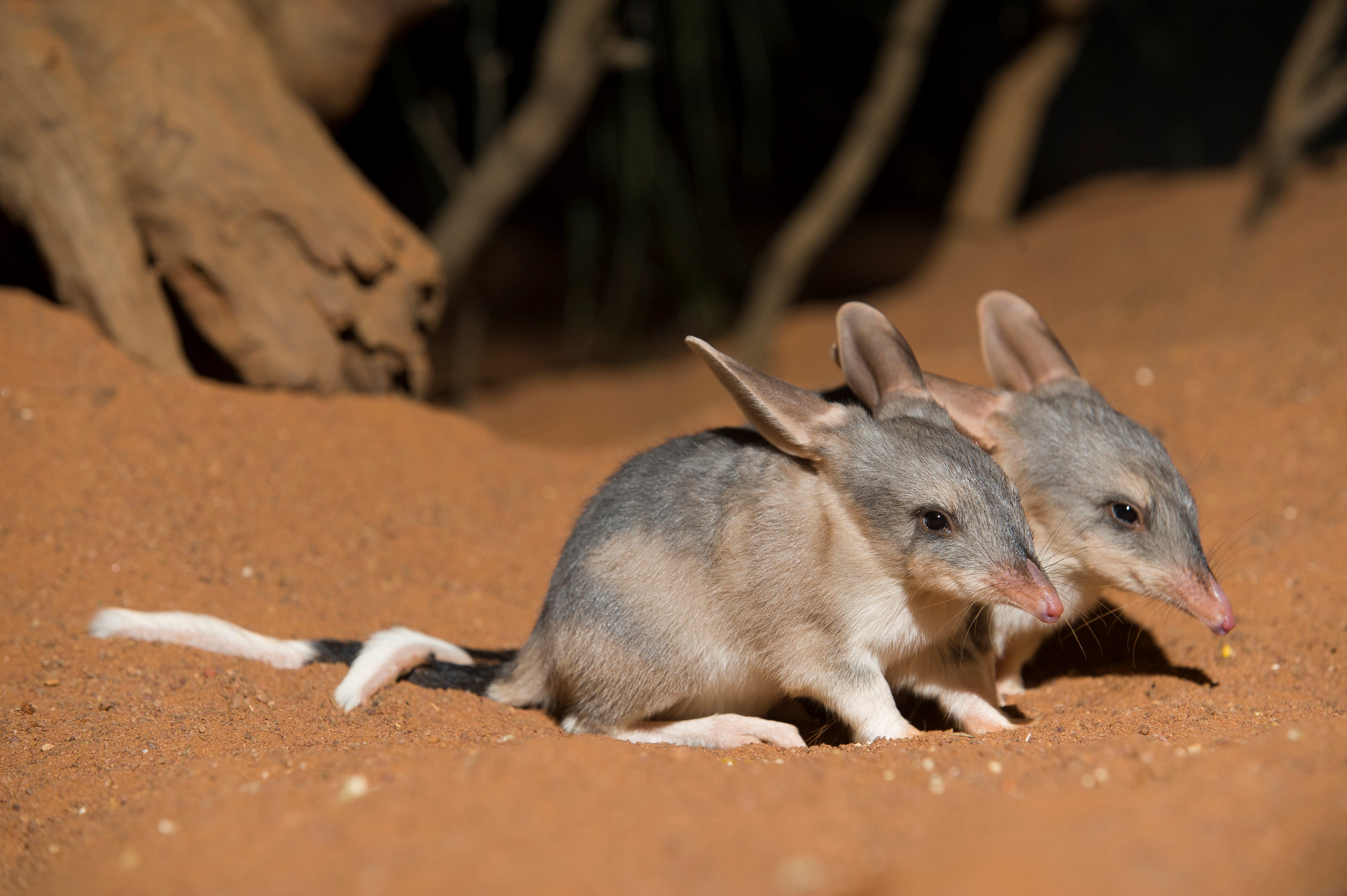 The bilby, or rabbit-eared bandicoot