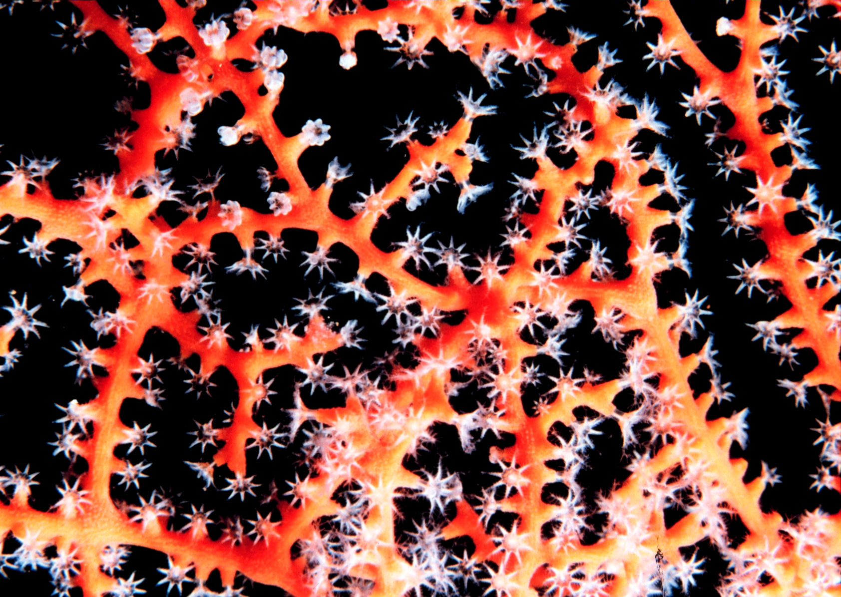 Gorgonian, a type of coral