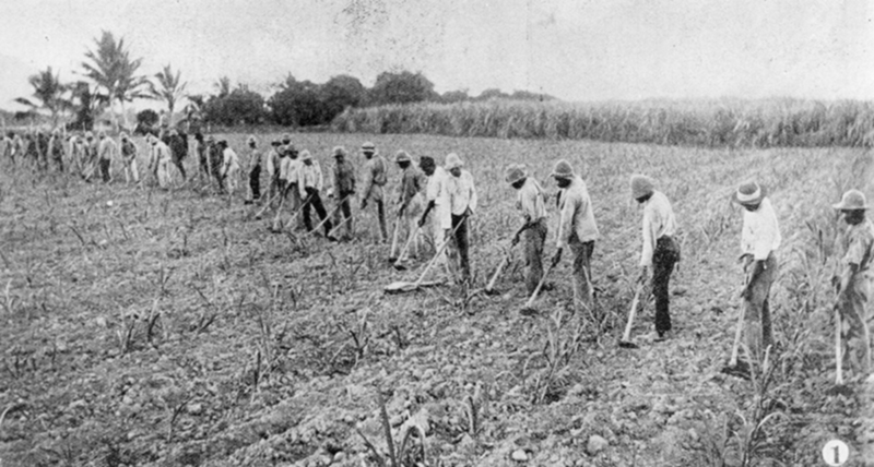 Pacific Islanders working on an Australian sugar plantation