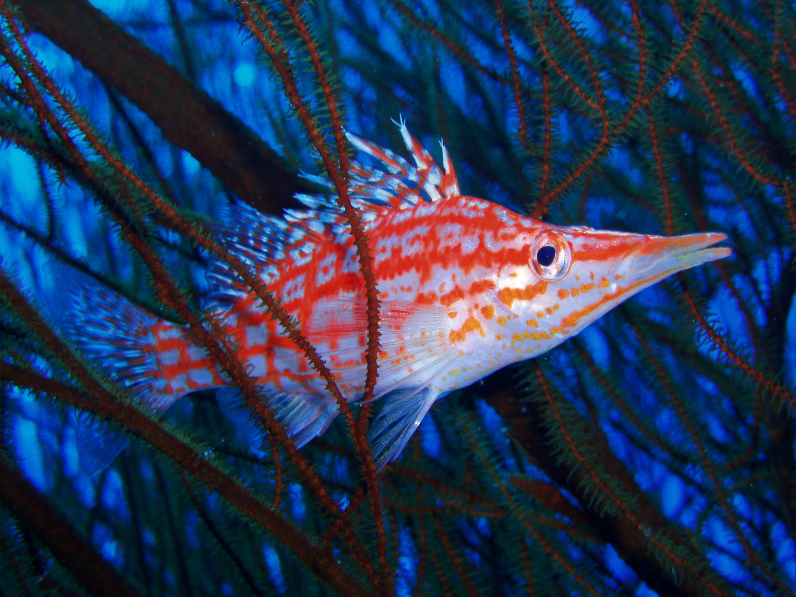 Longnose hawkfish