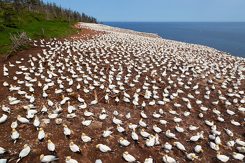 Migratory bird refuge, Bonaventure Island, Quebec