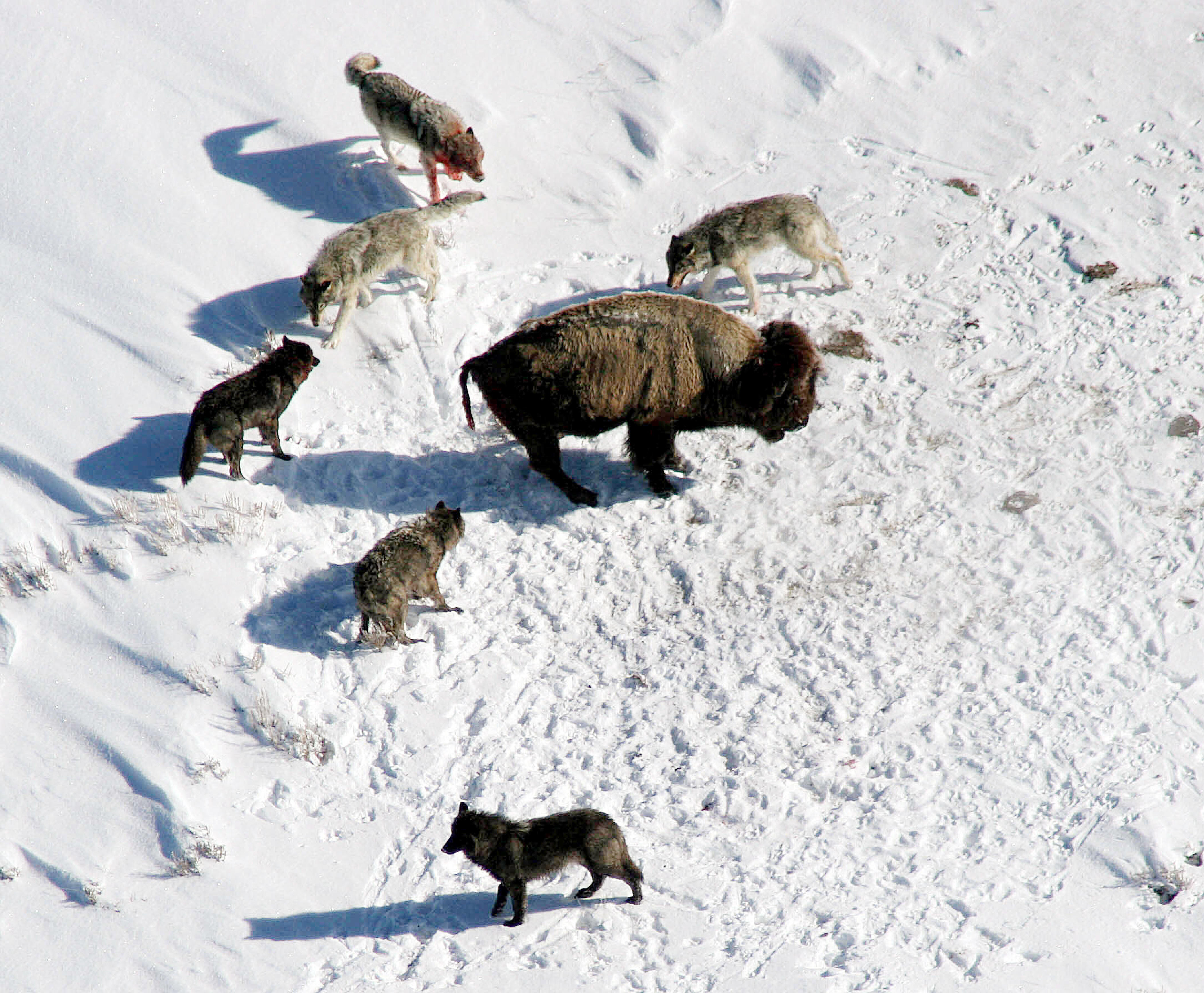 Wolf pack hunting