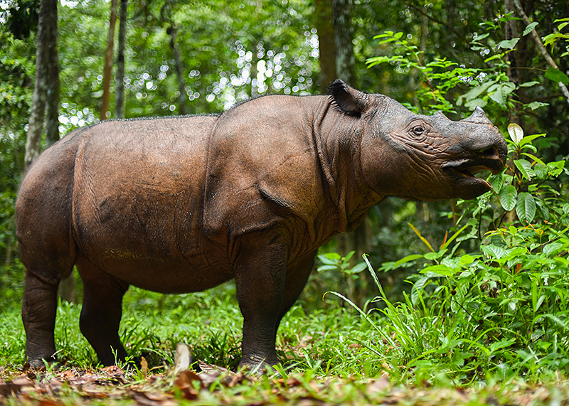 Sumatran rhinoceros