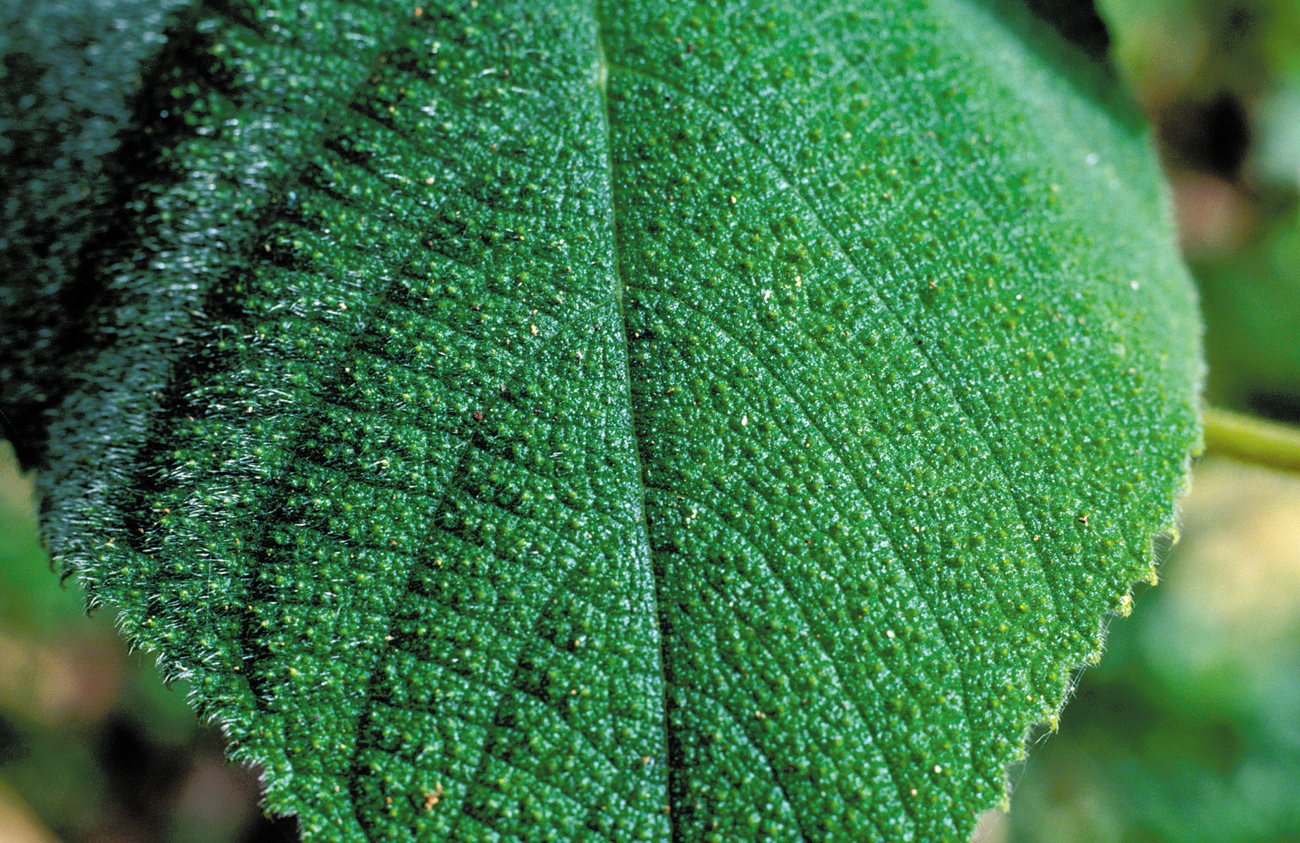 Gympie-Gympie leaf