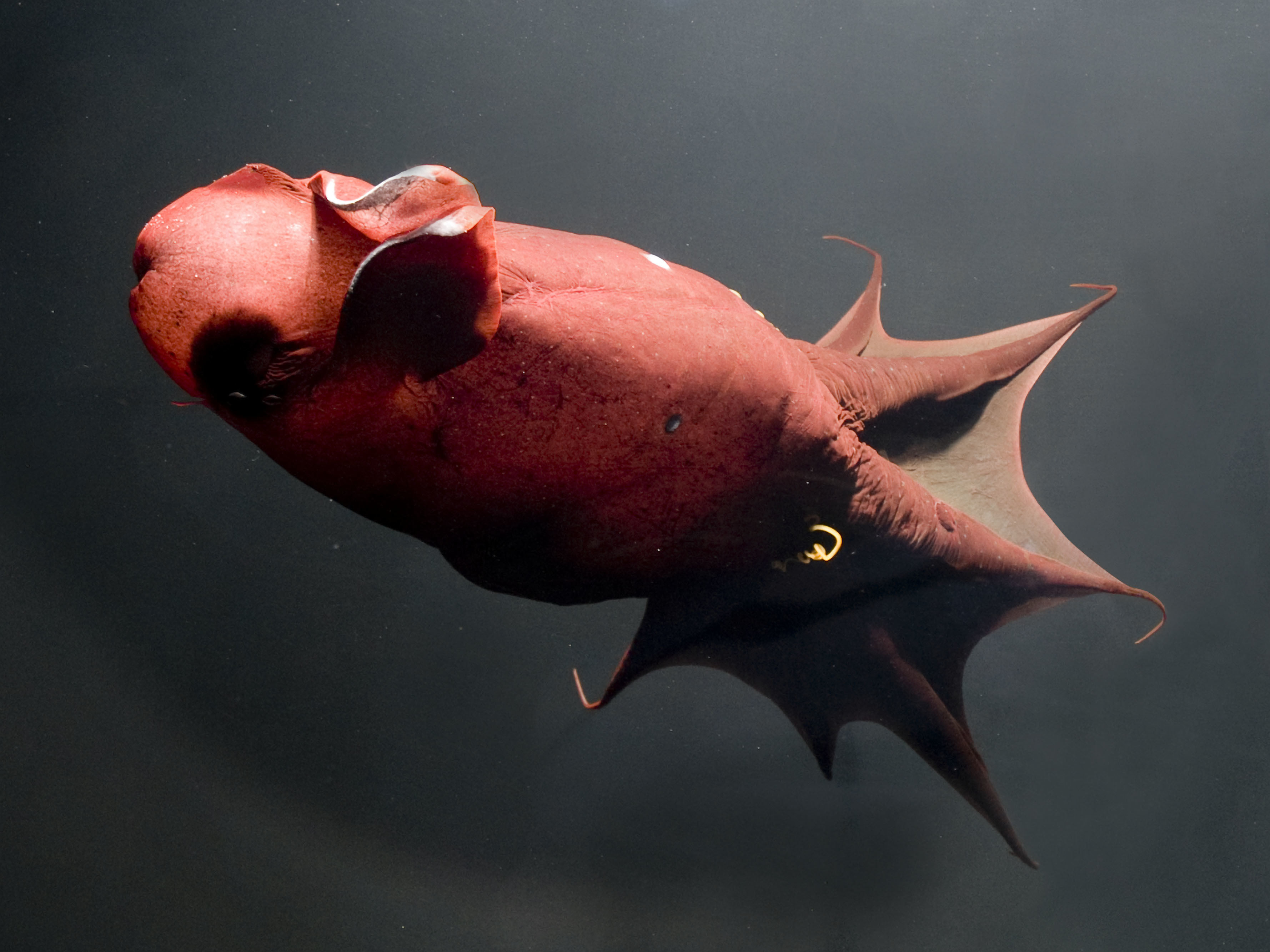 Vampire squid