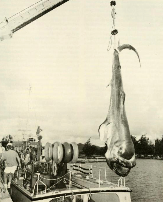 Captured megamouth shark