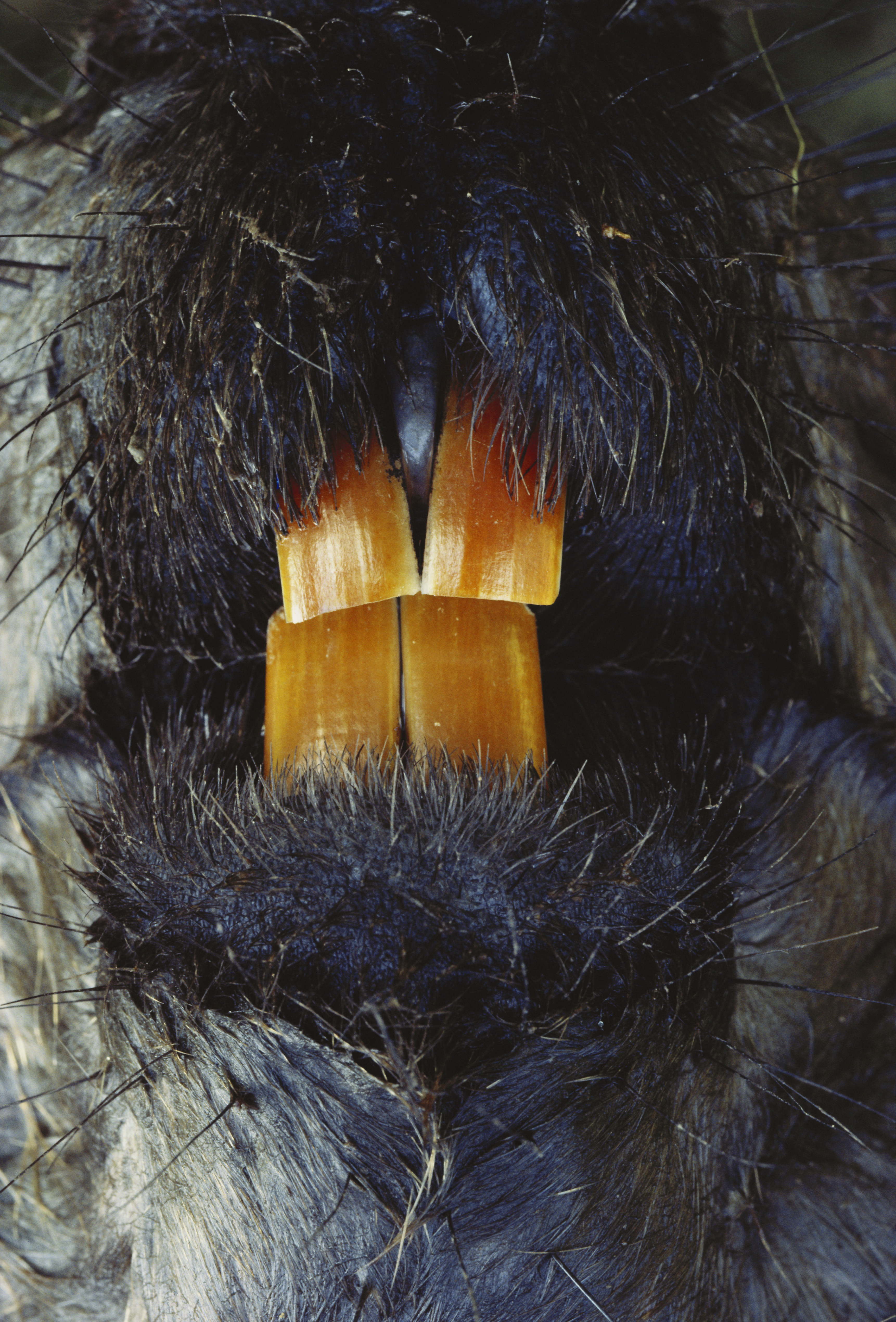 Close-up of beaver teeth