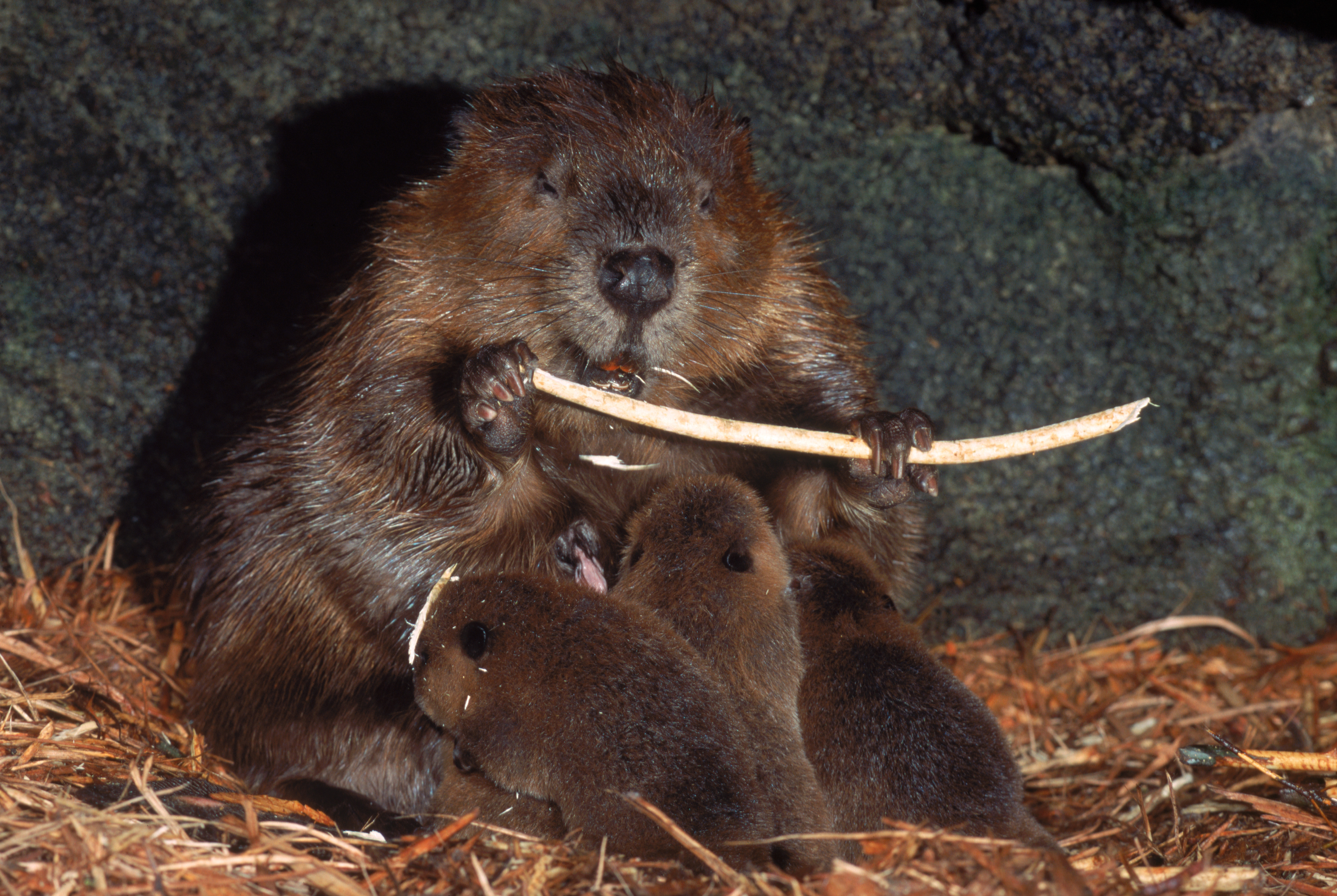 Beaver nursing kits in its lodge