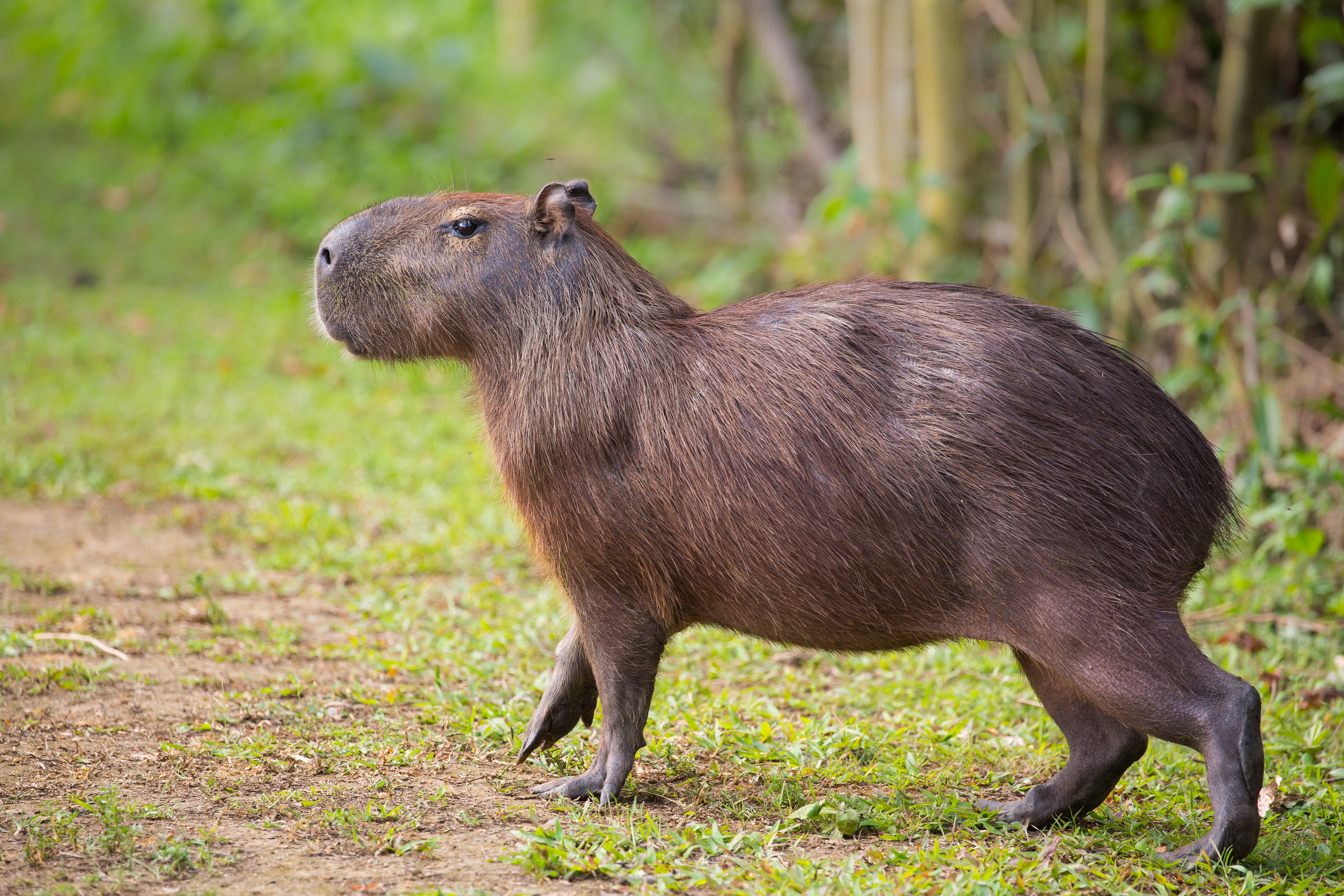 Capybara