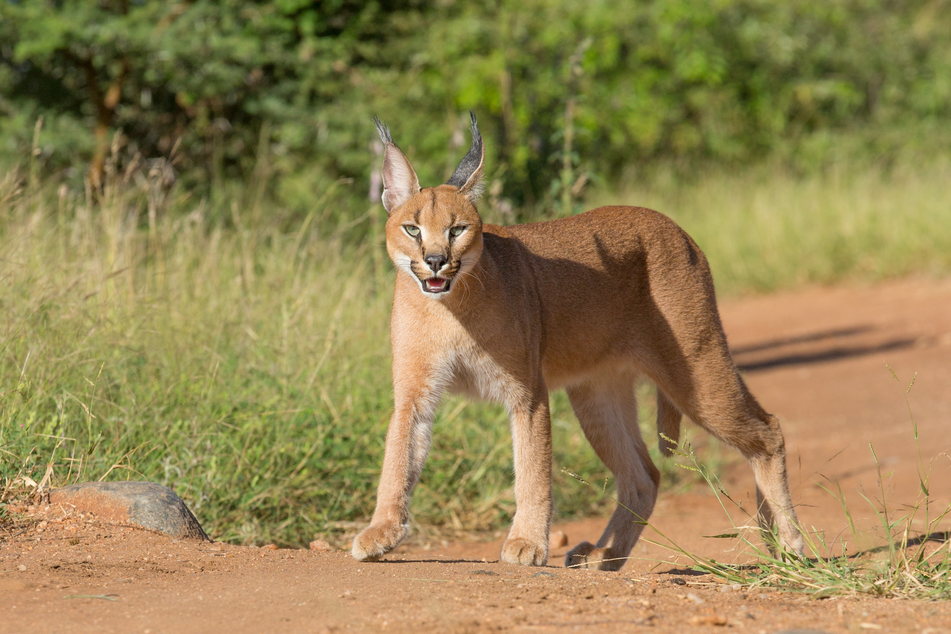 Caracal