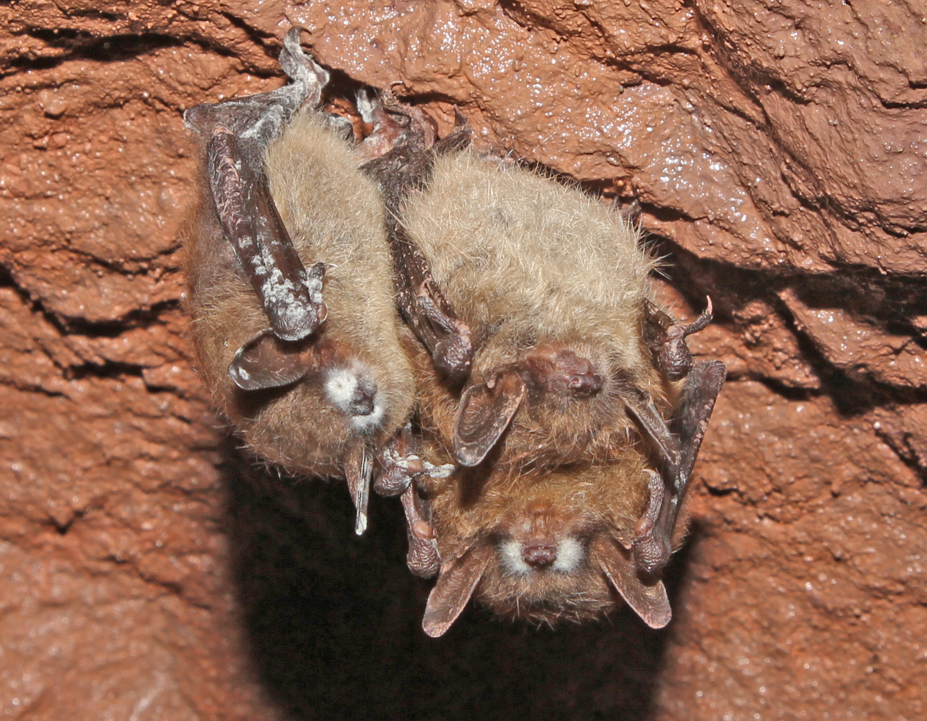 White-nose syndrome