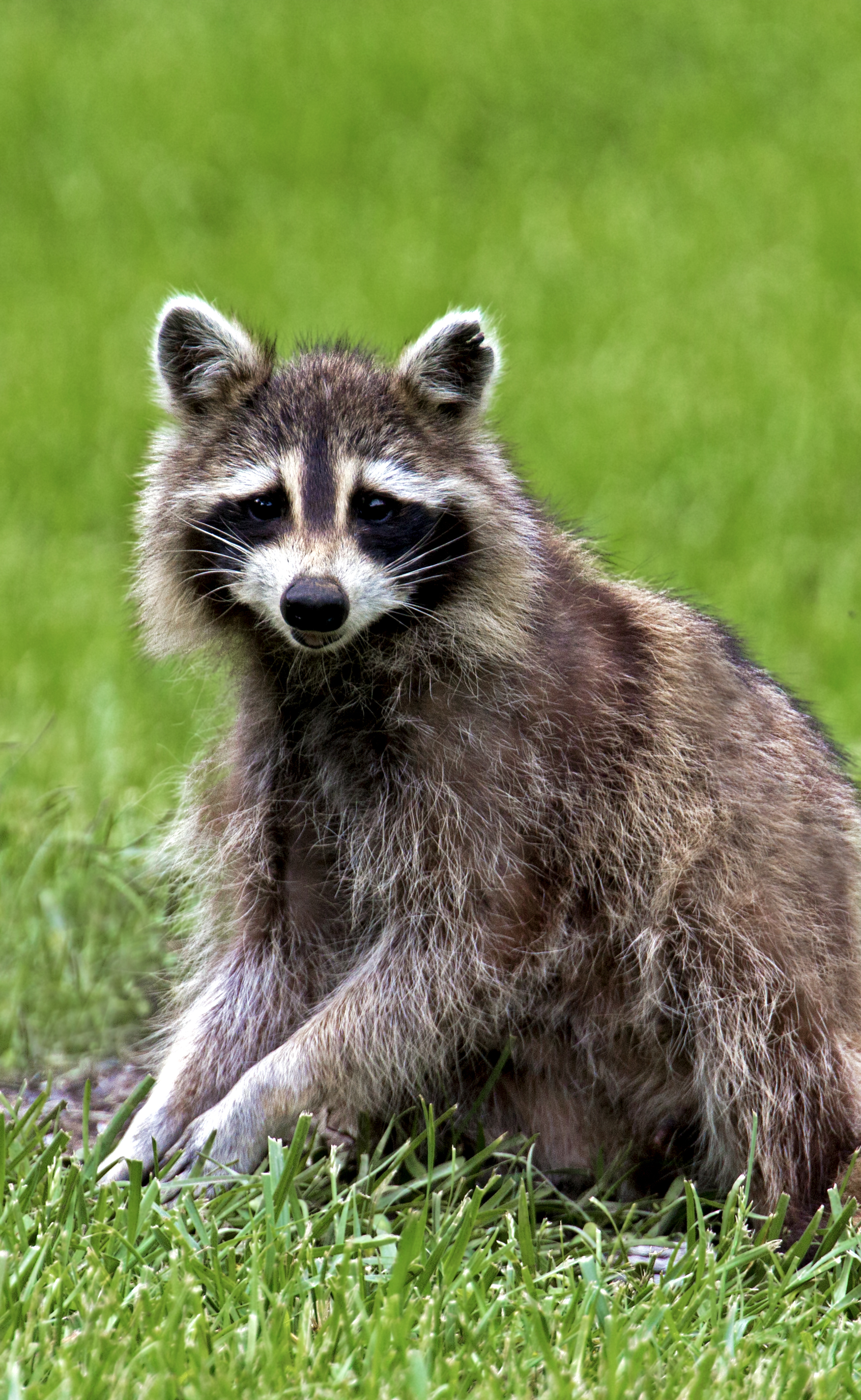 Raccoon