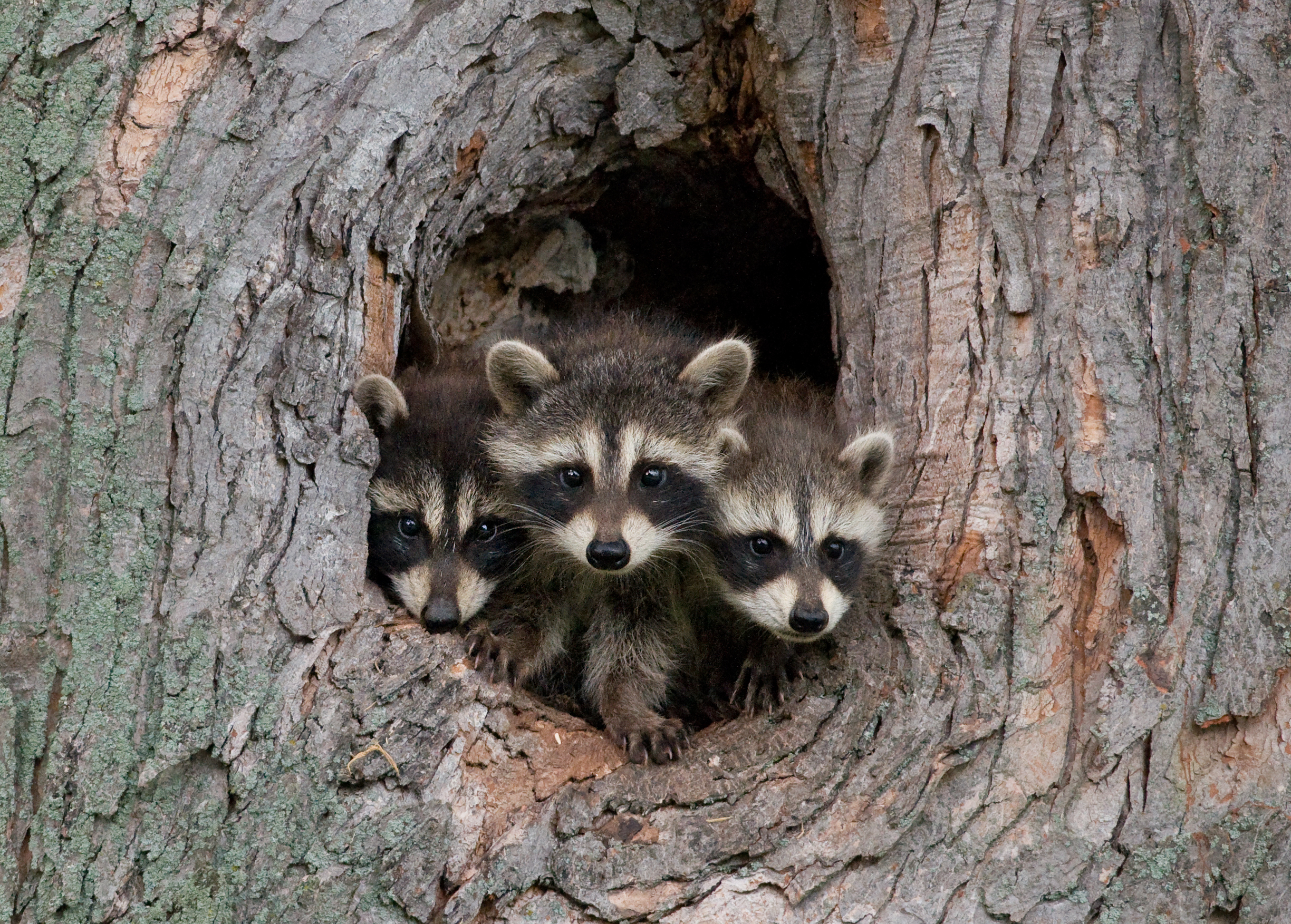 Young raccoons in den 