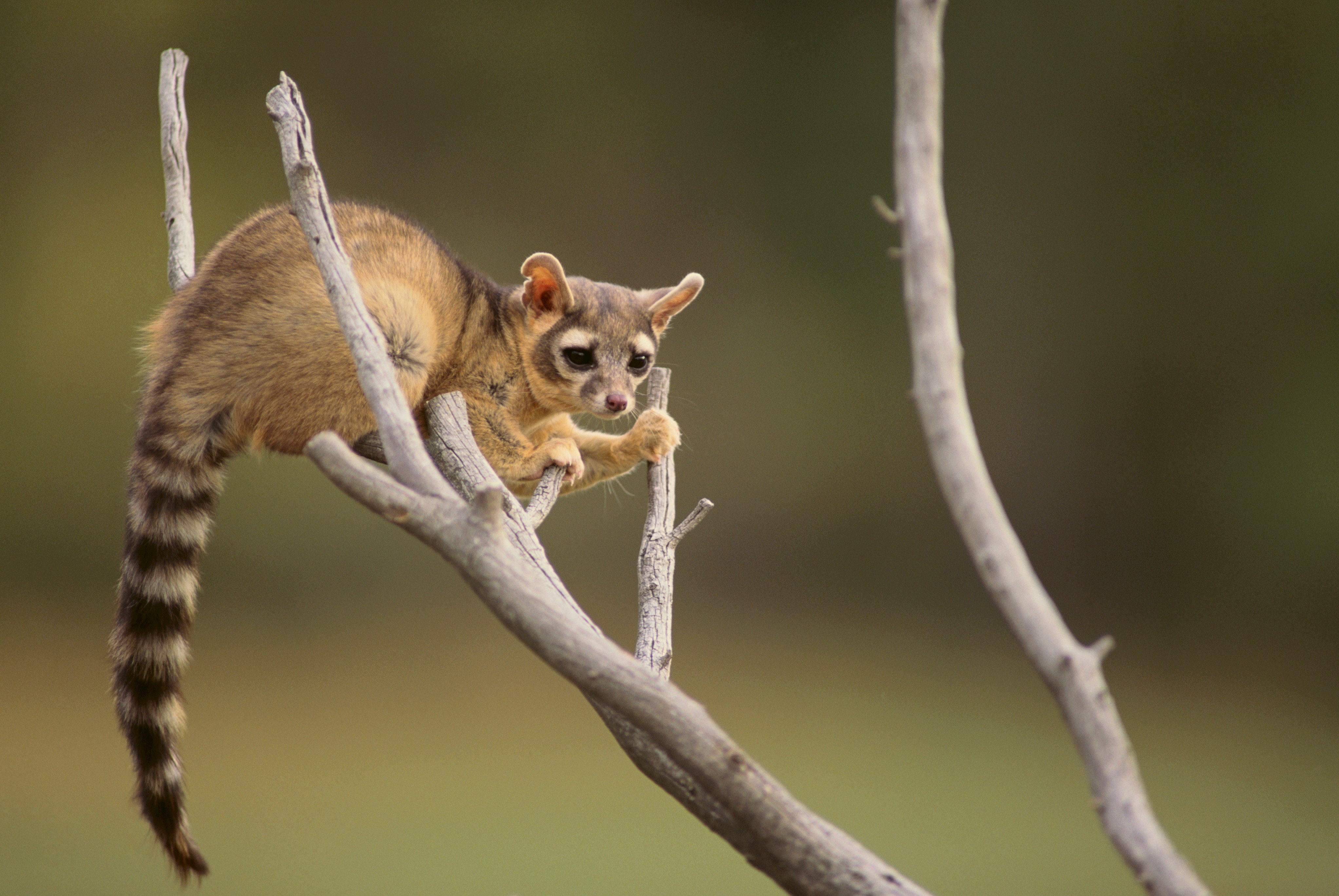 Ringtail