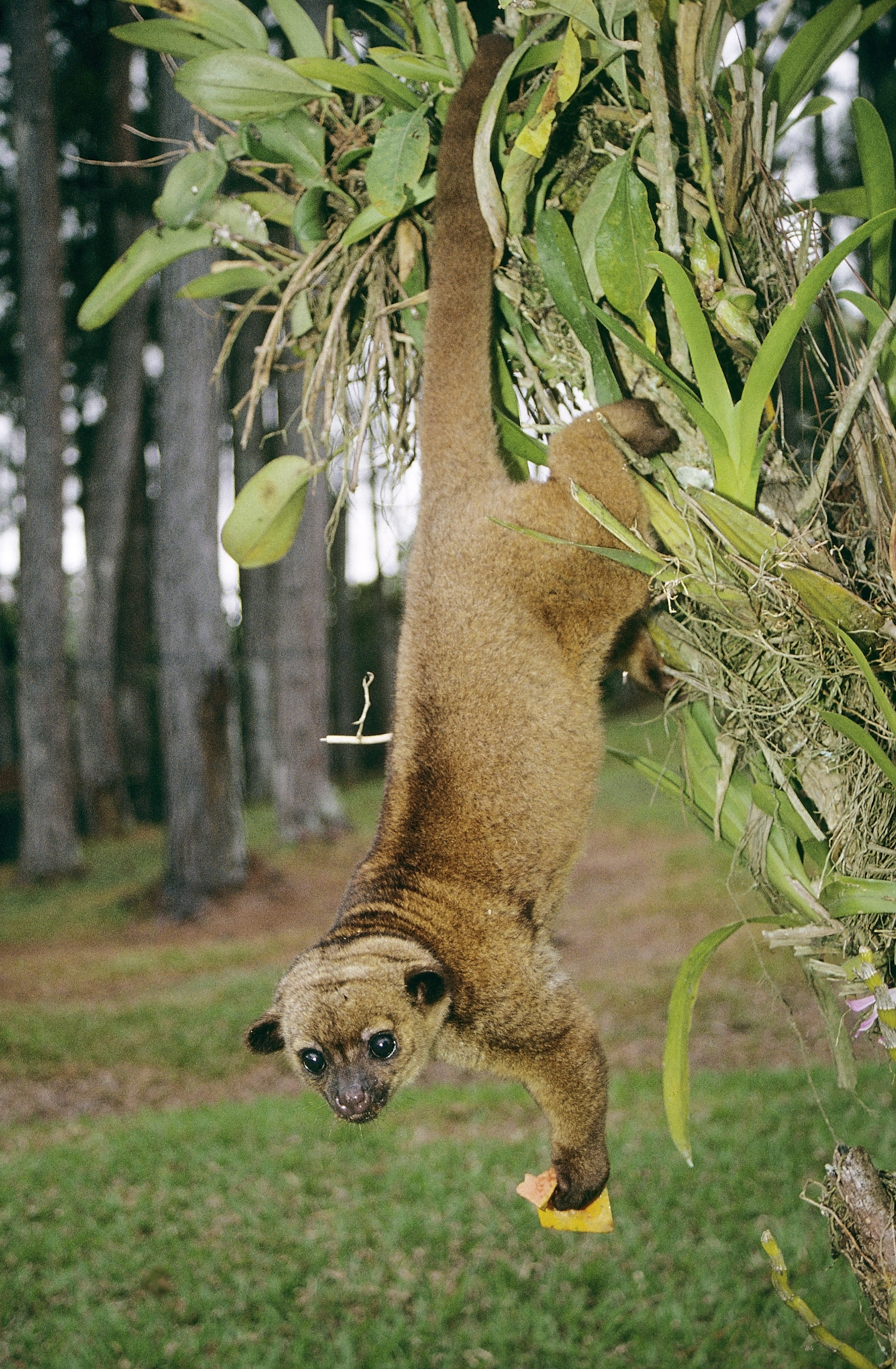 Kinkajou