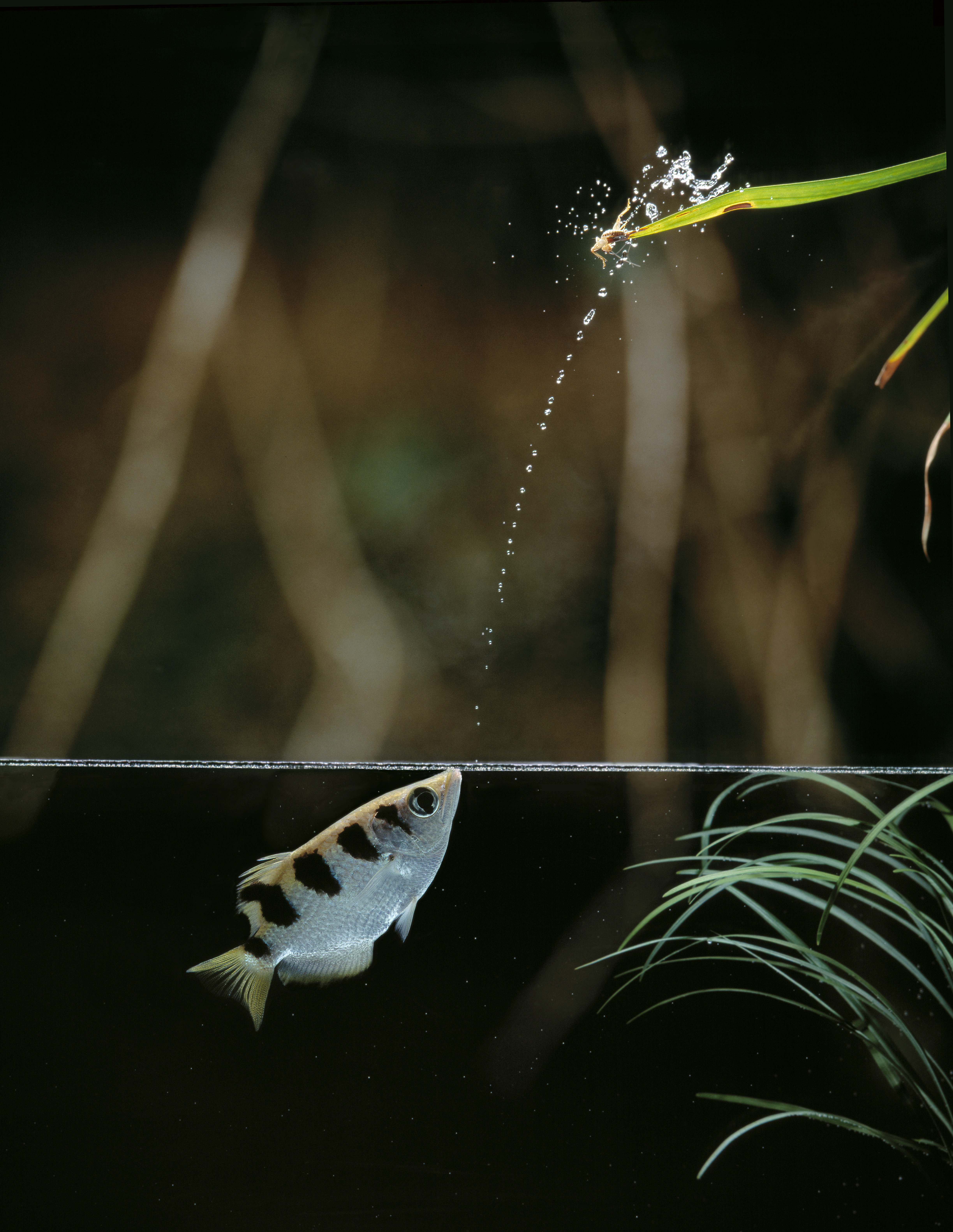 Archerfish catching an insect