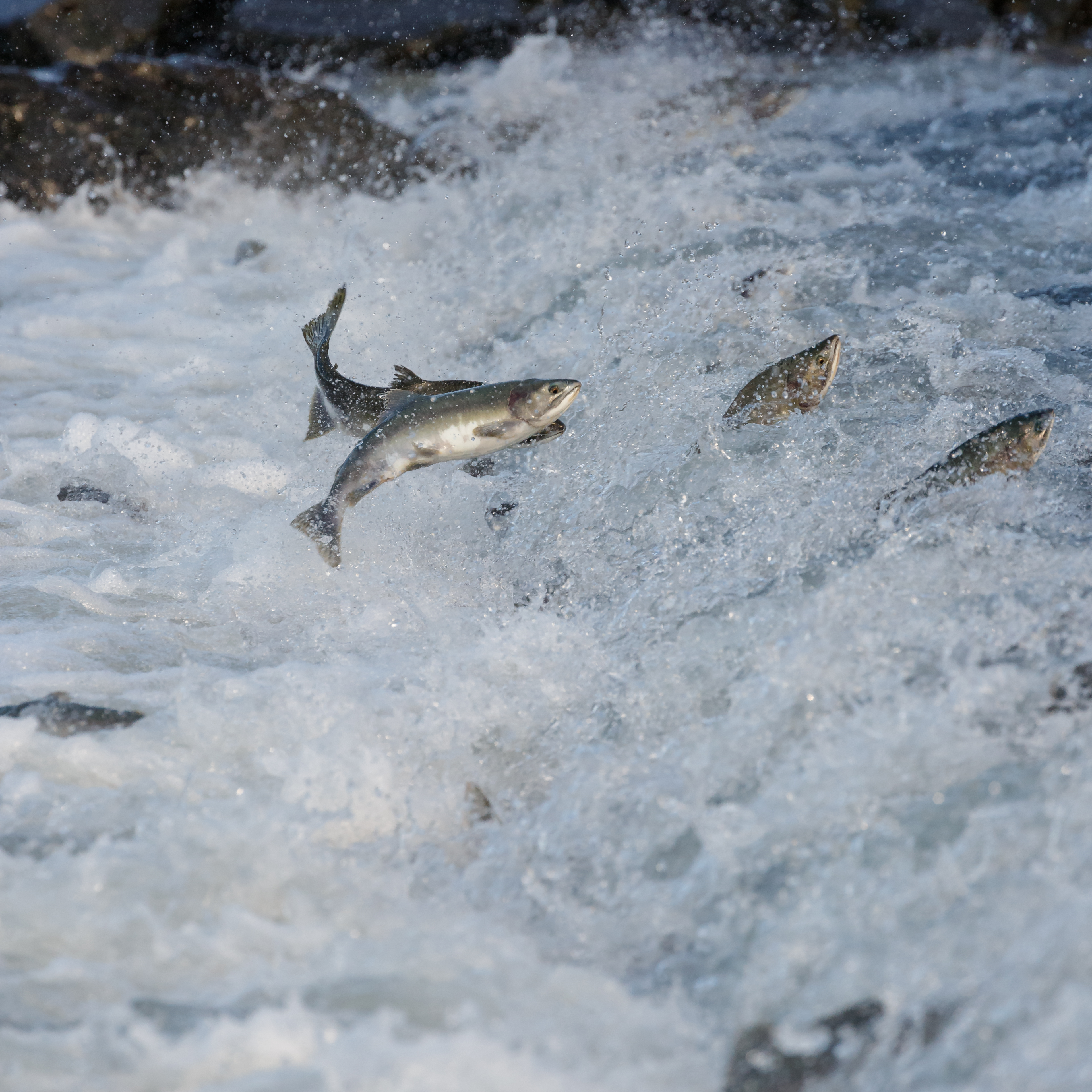 Salmon travel upstream to reproduce