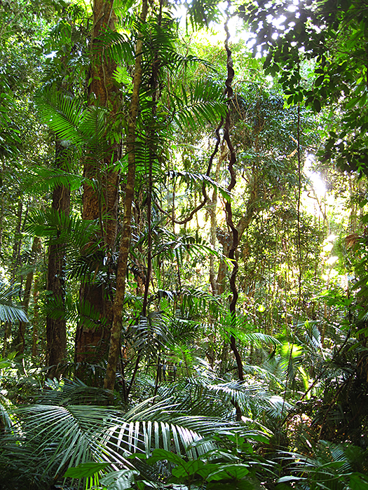 A tropical wet climate