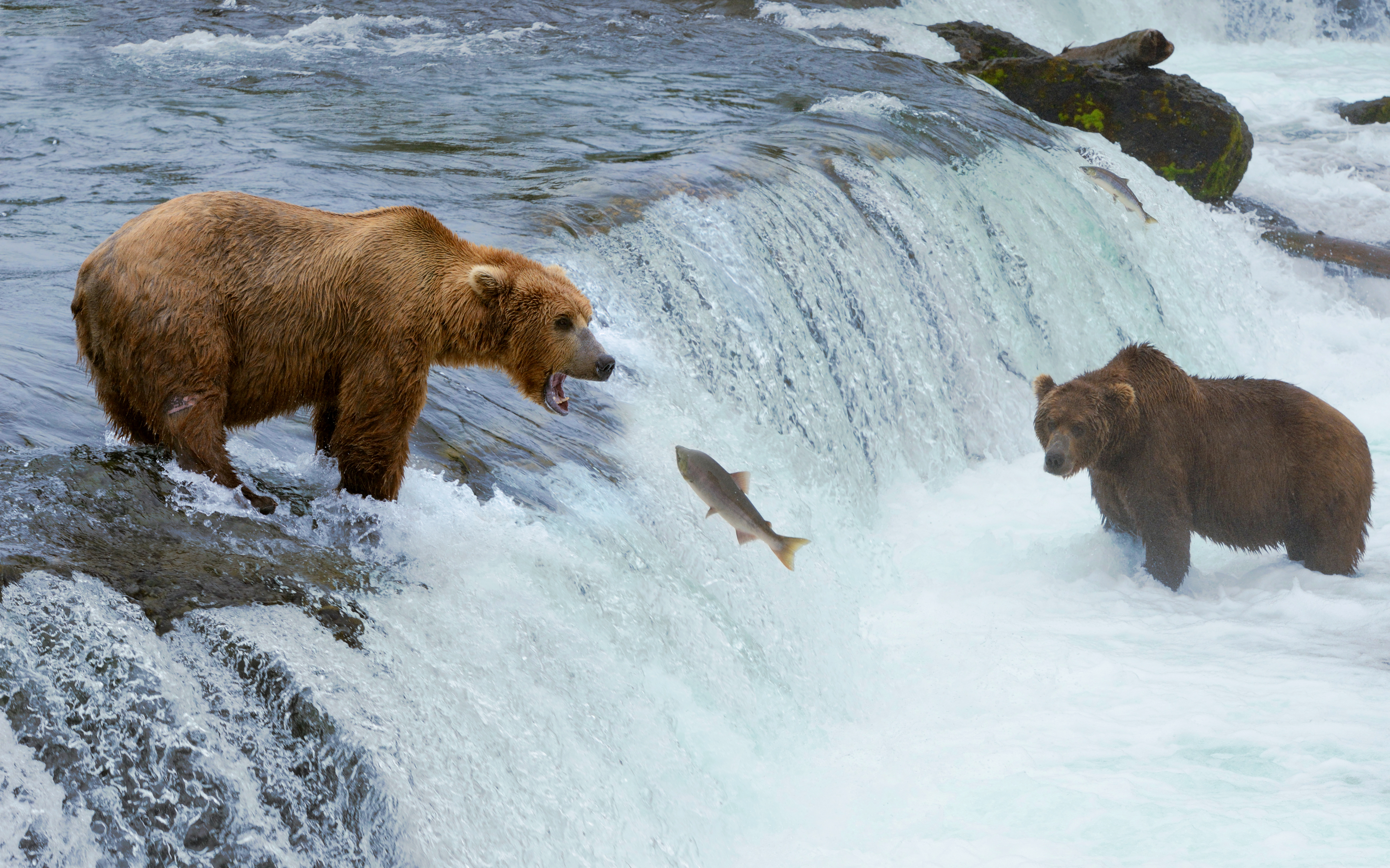 Grizzly bears catching fish