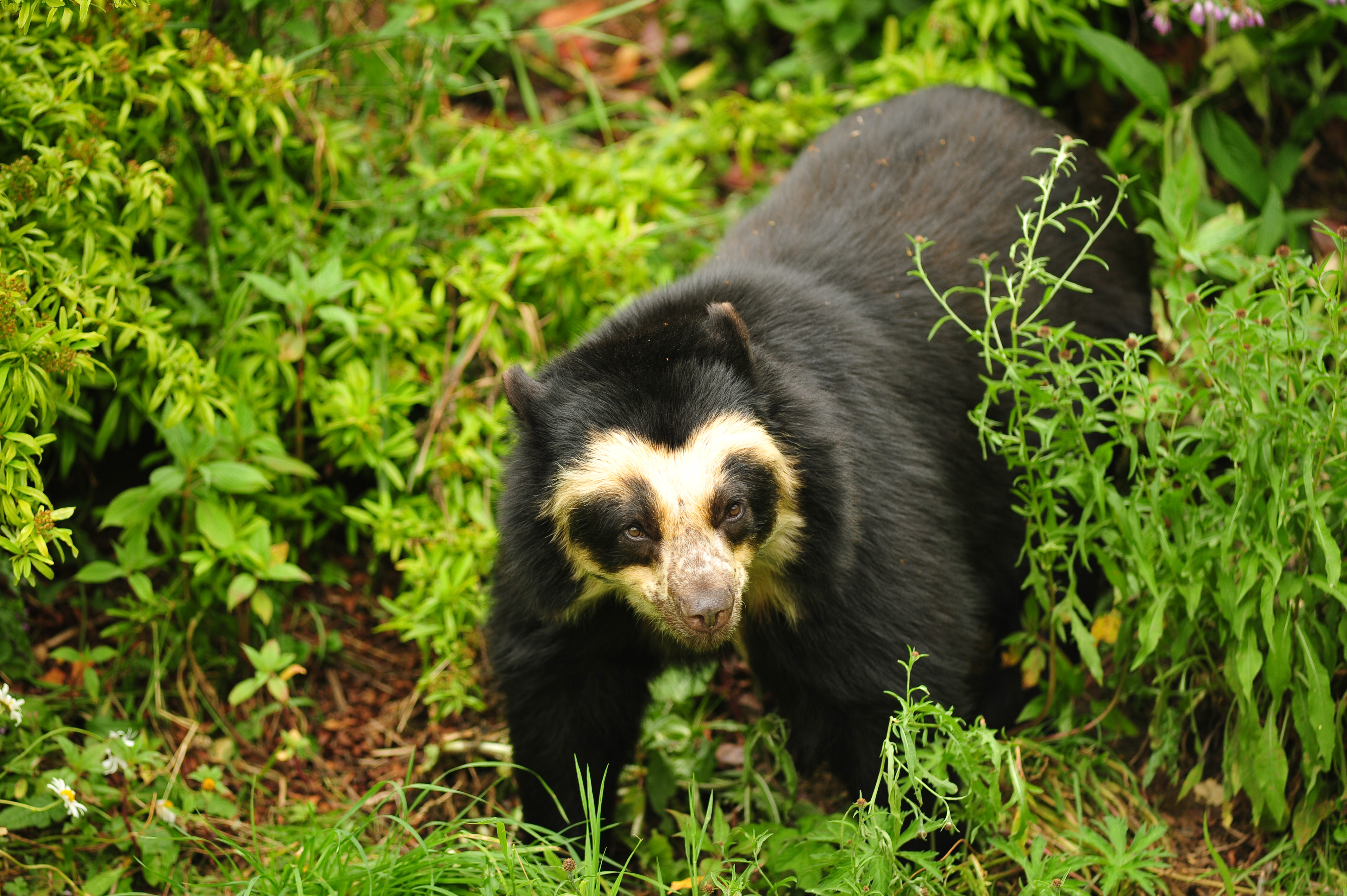 Spectacled bear, also called the Andean bear