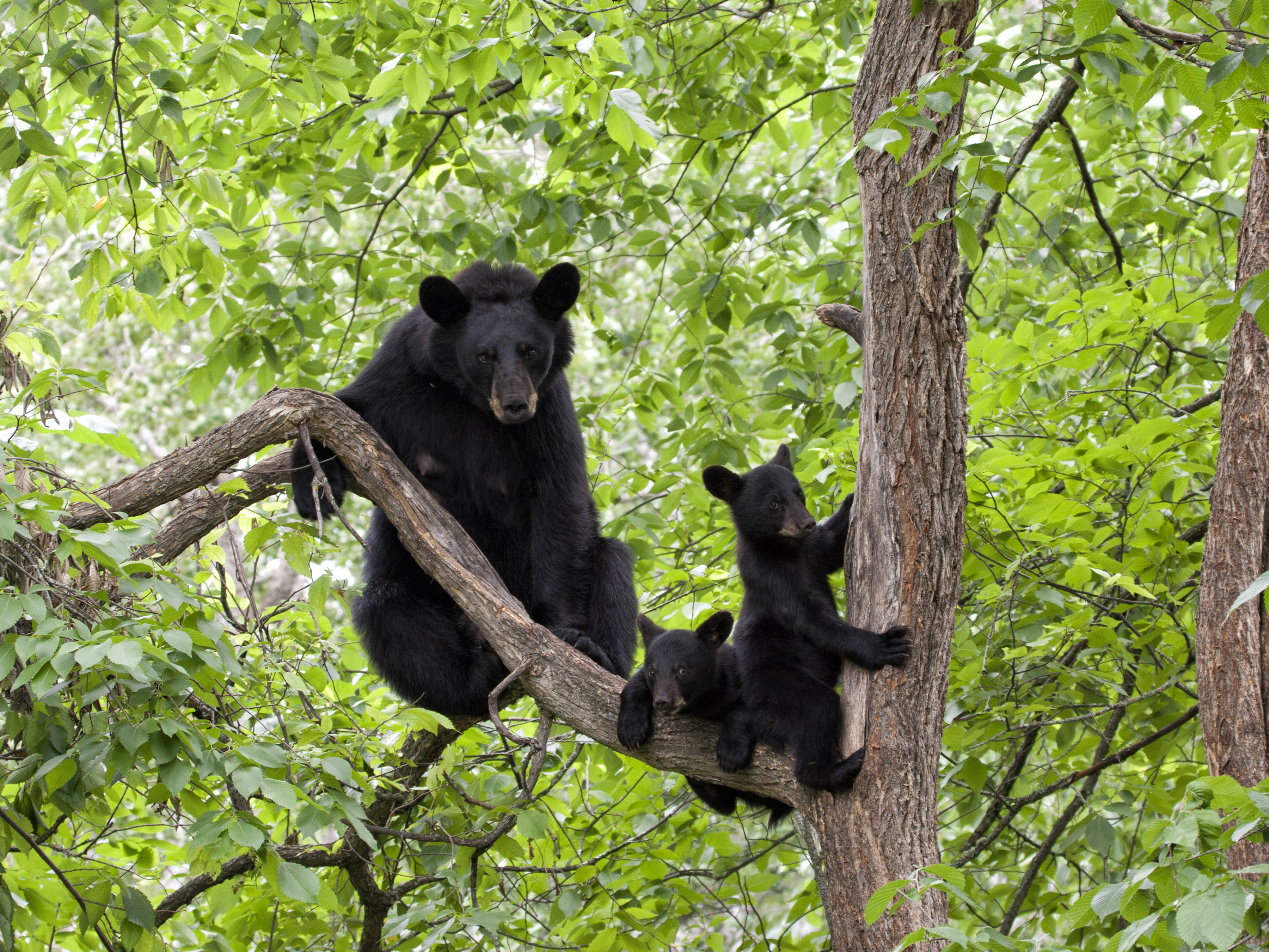 American black bear with cubs