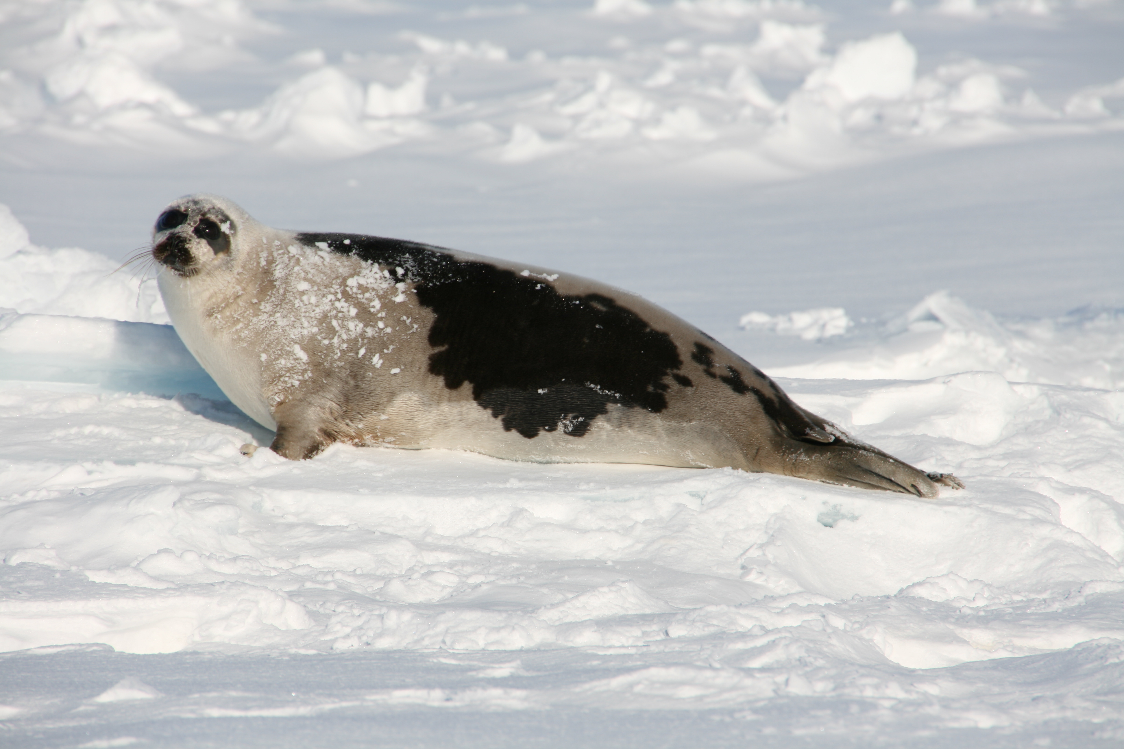 Harp seal