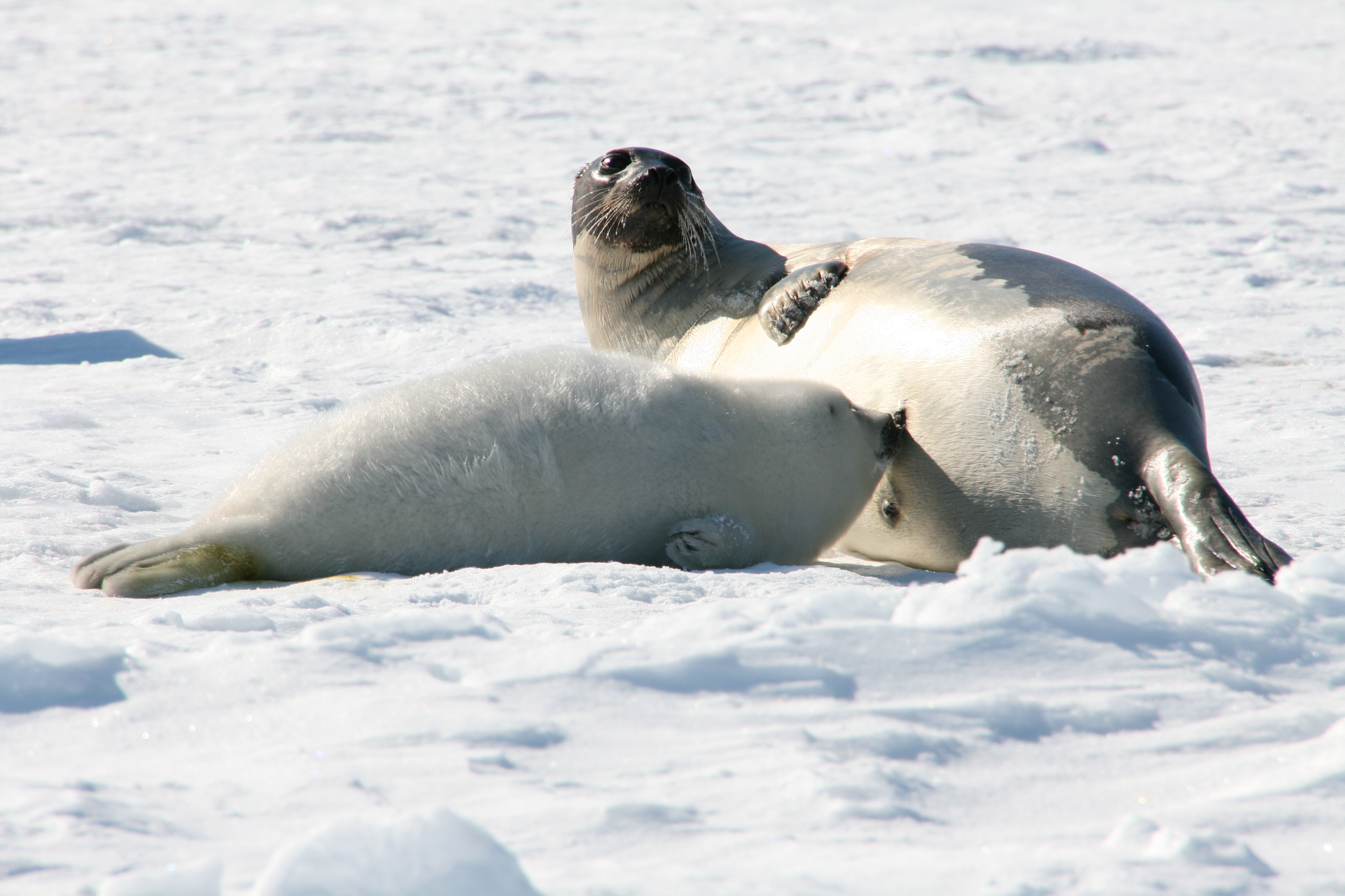 Harp seal mother and pup