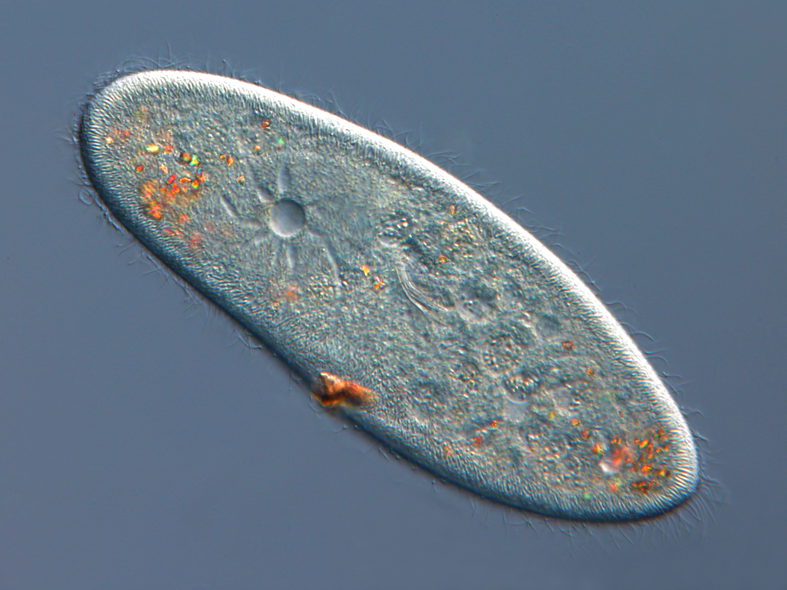 Paramecium through a microscope