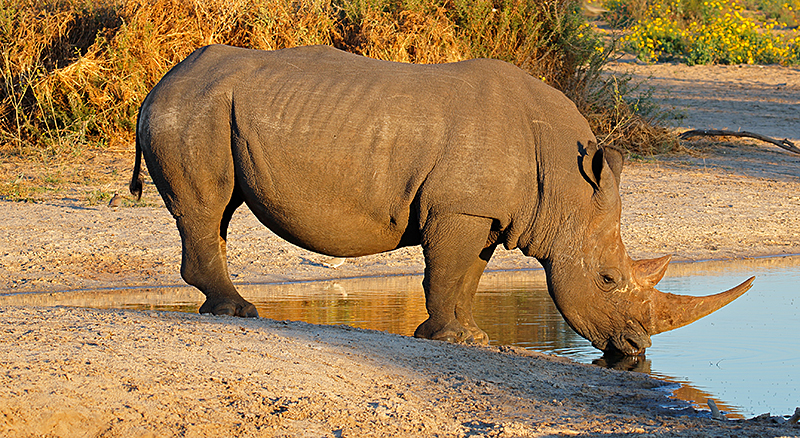 White rhinoceros