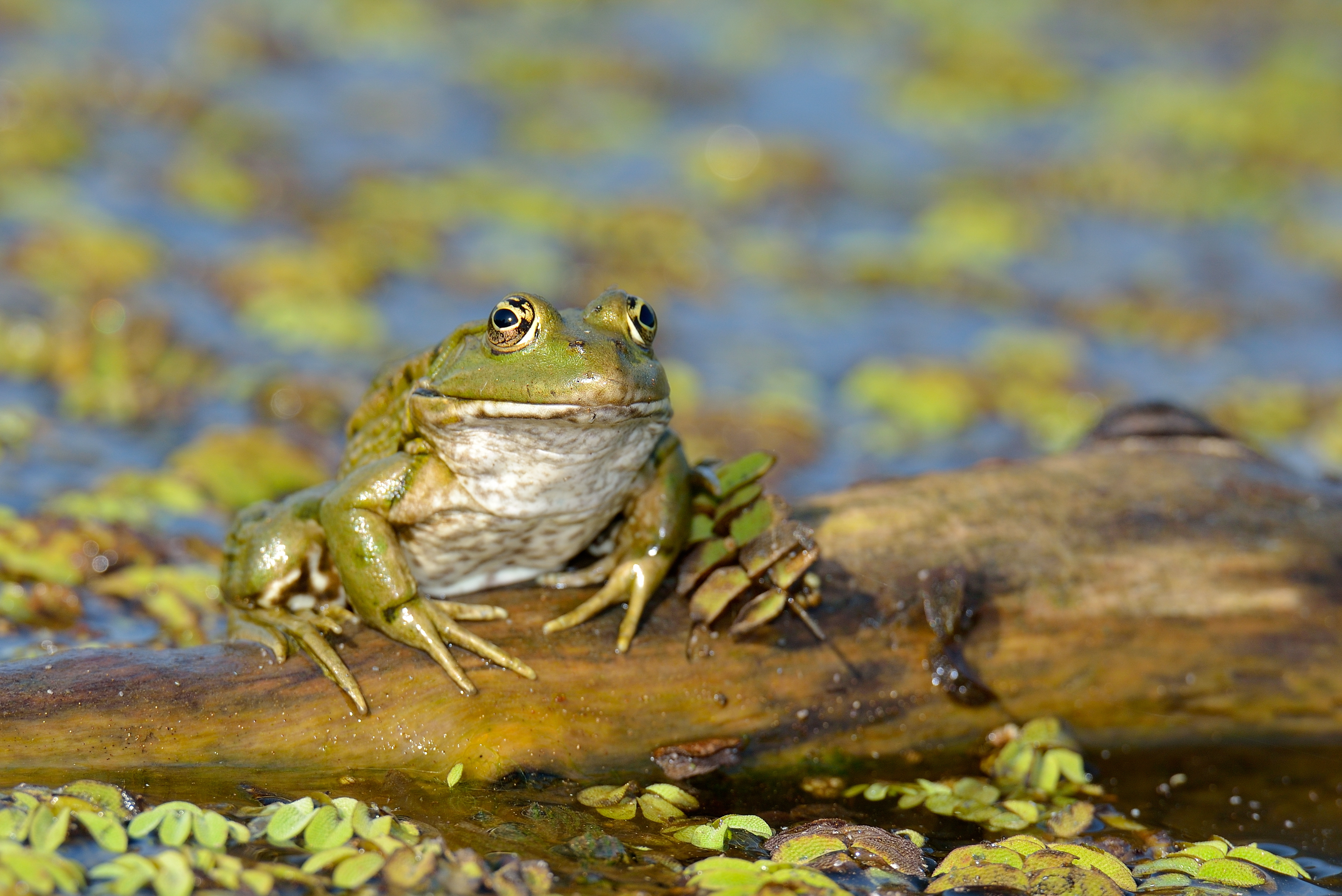 Frog on a log