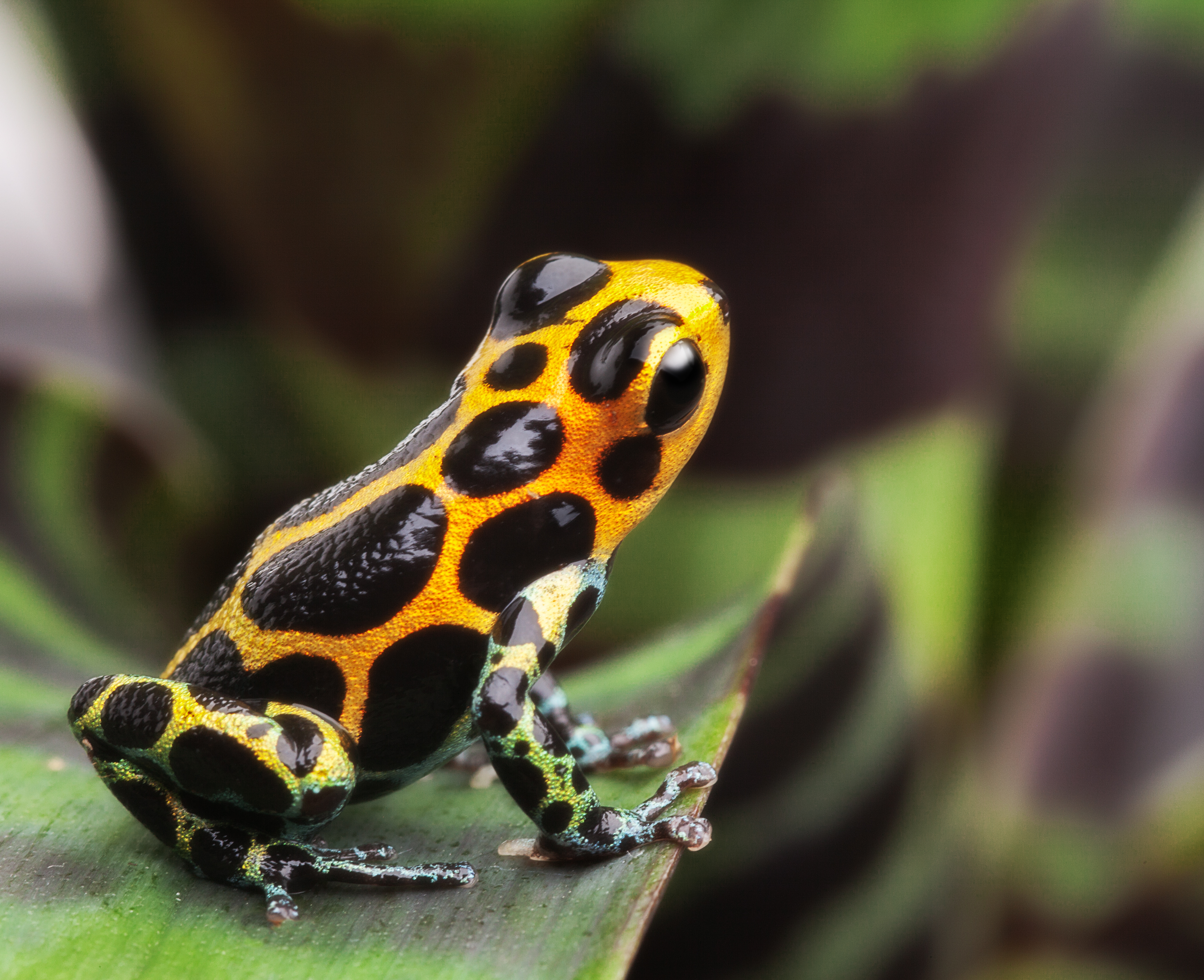 Mimic poison dart frog