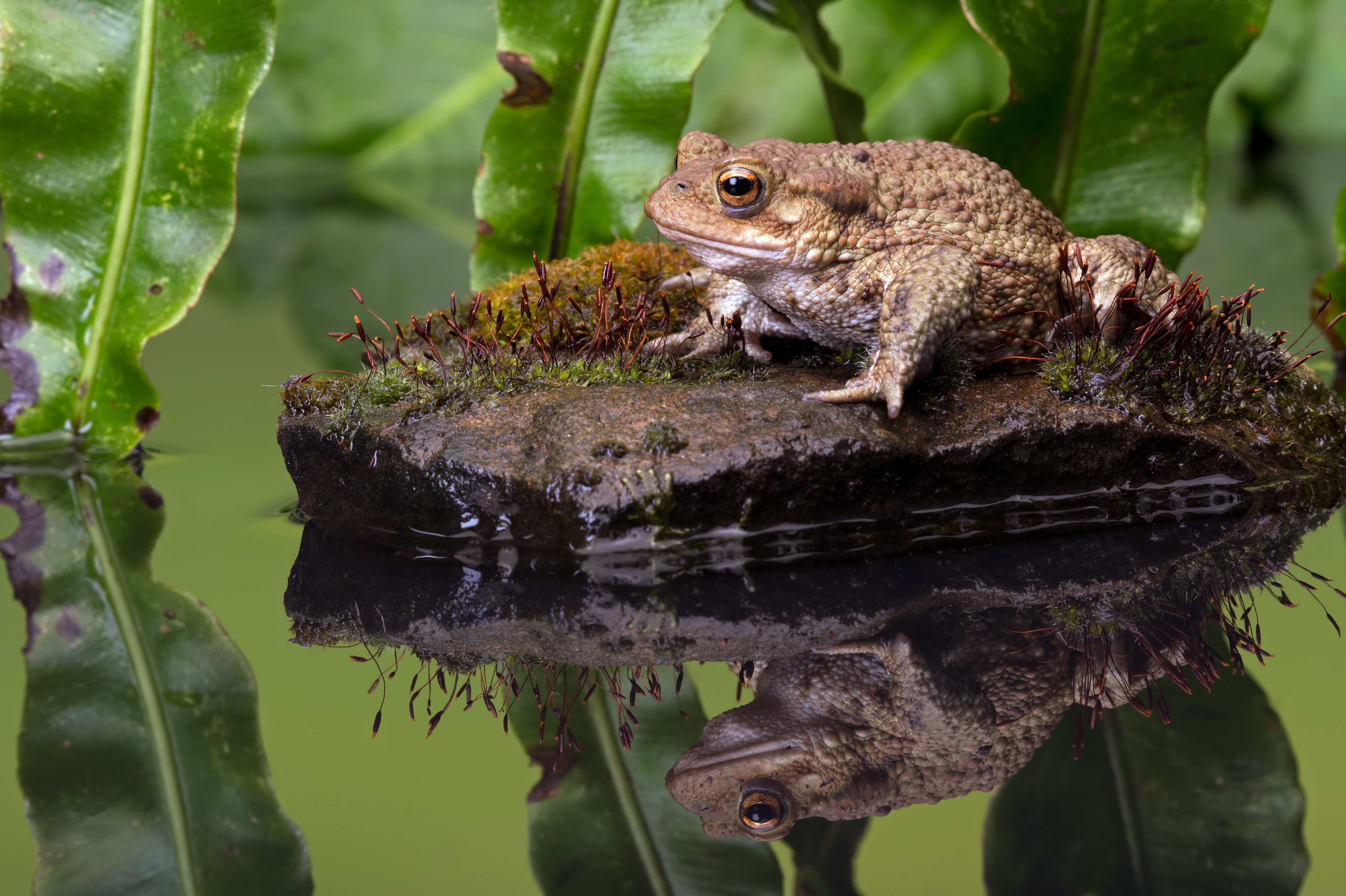 Common toad