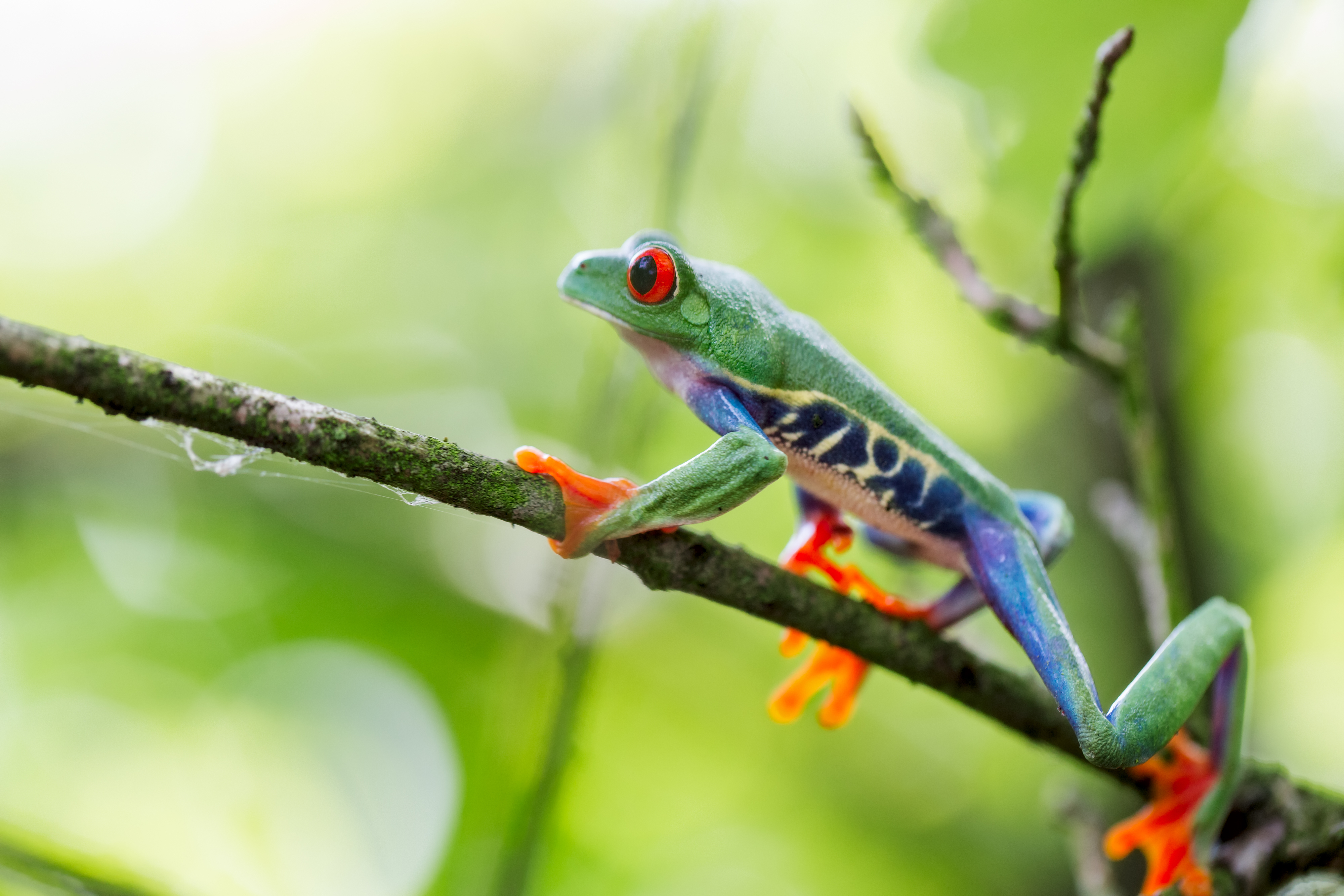 Red-eyed tree frog climbing on a twig