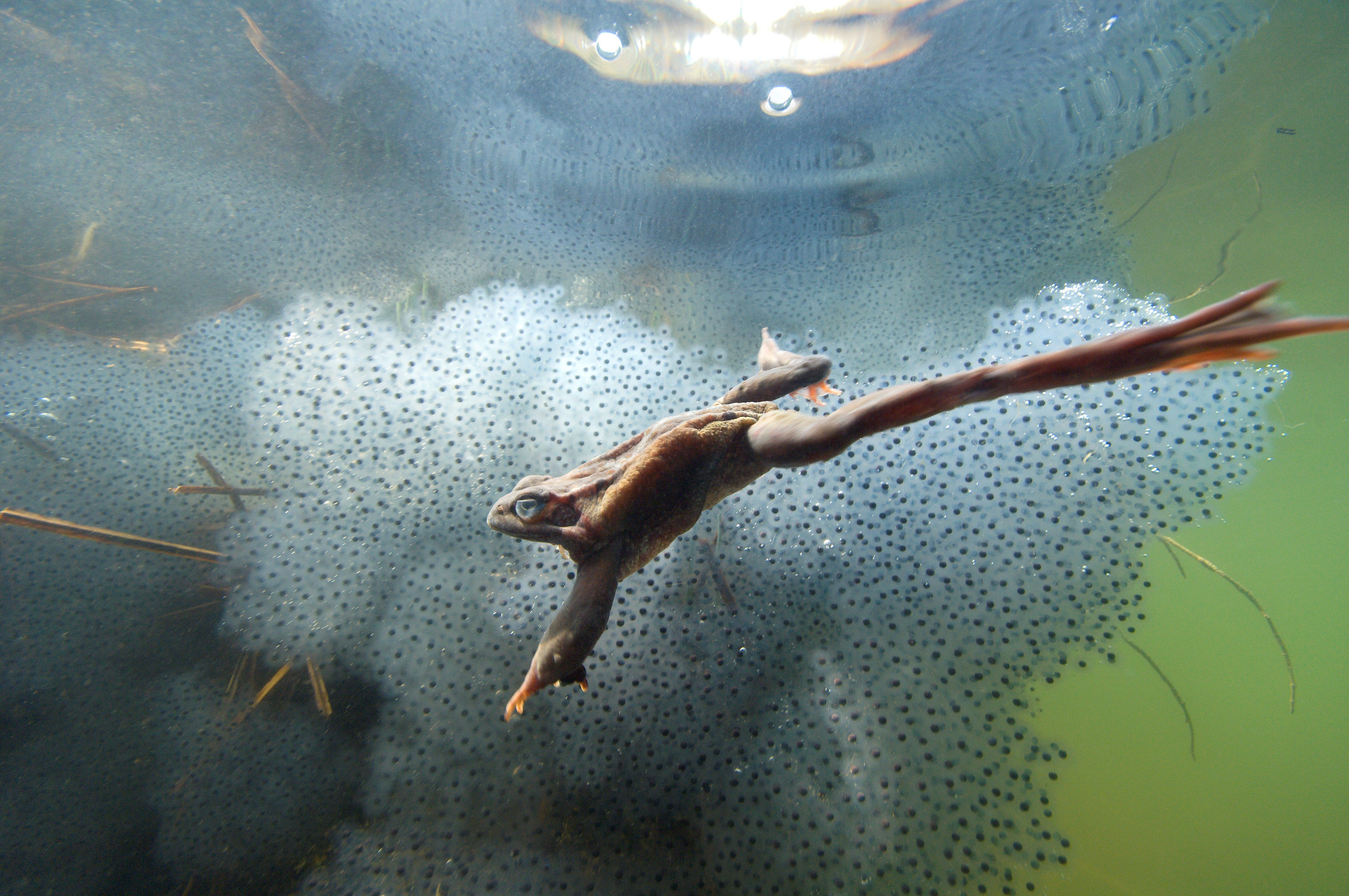 Frog swimming