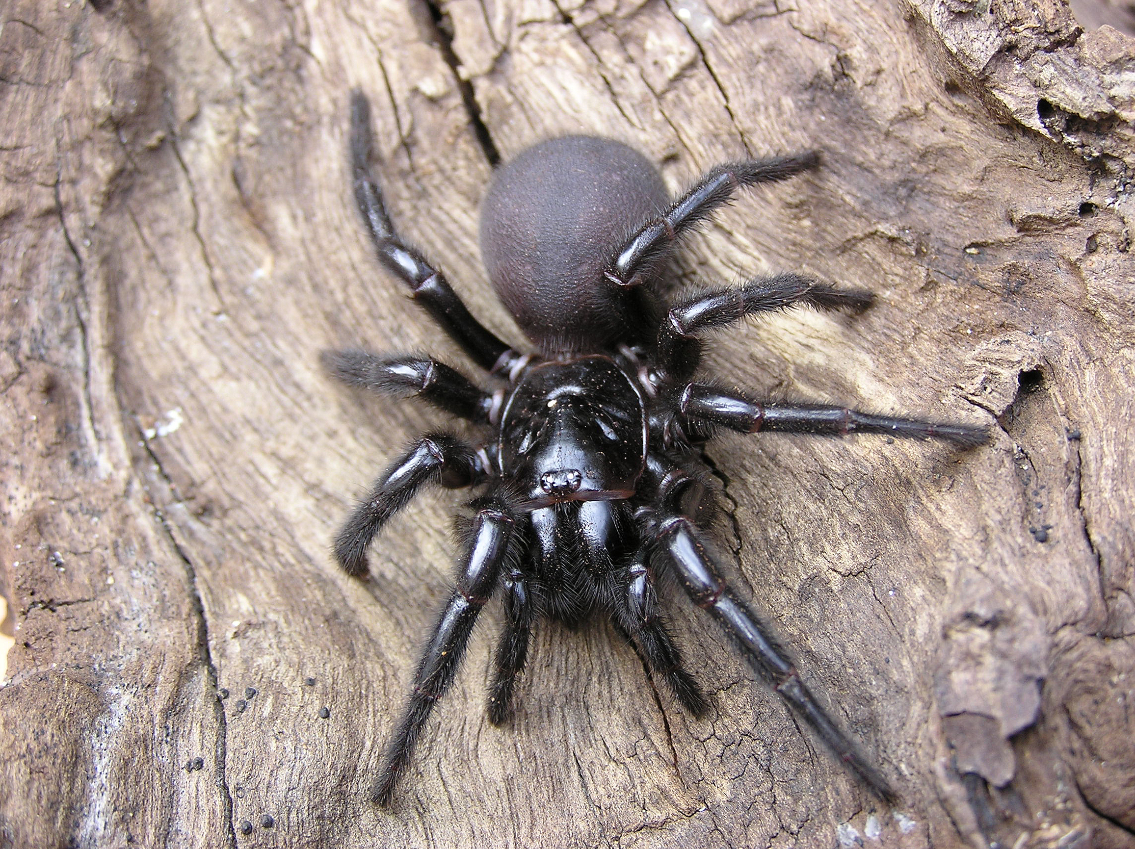 Funnel-web spider