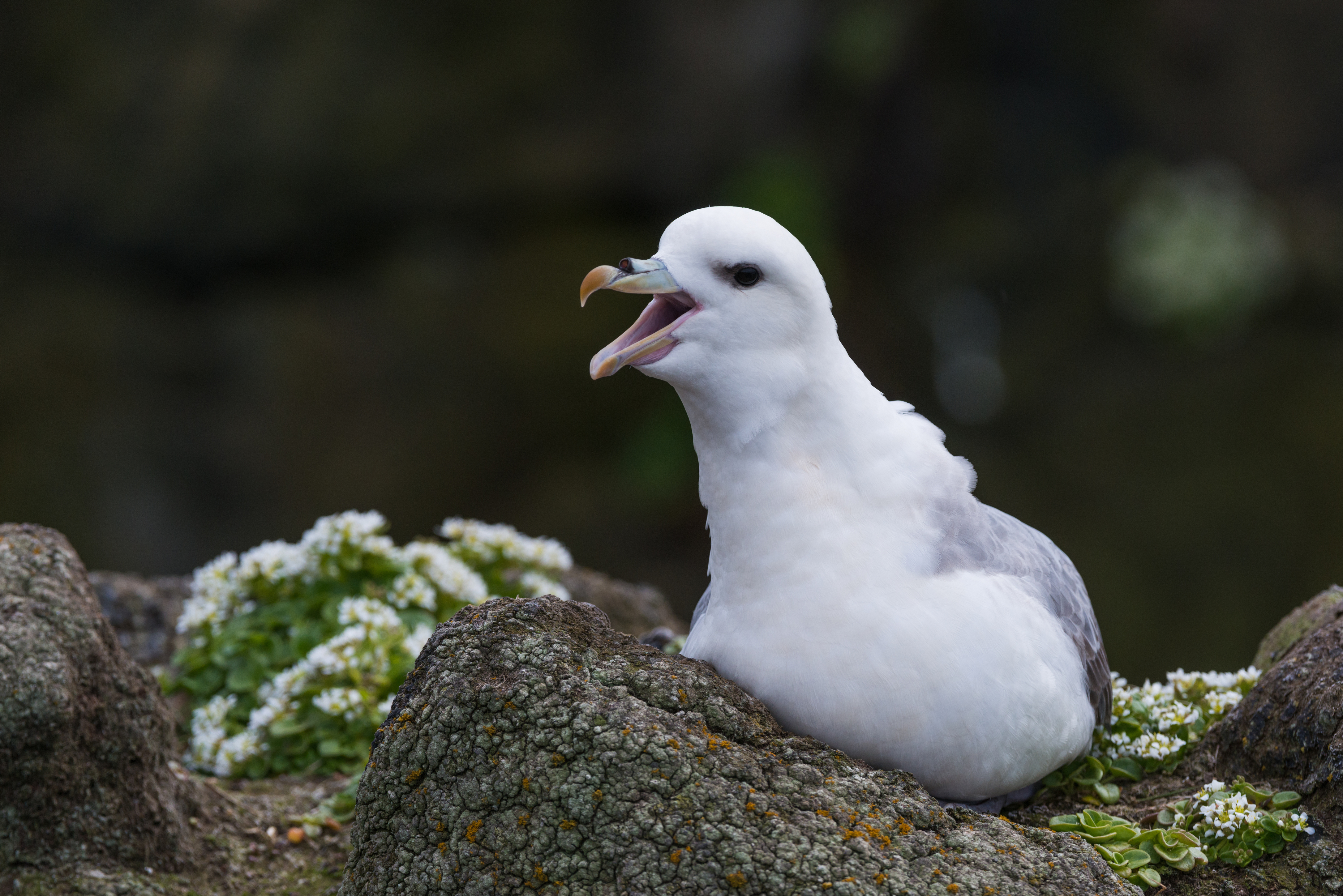 Northern fulmar