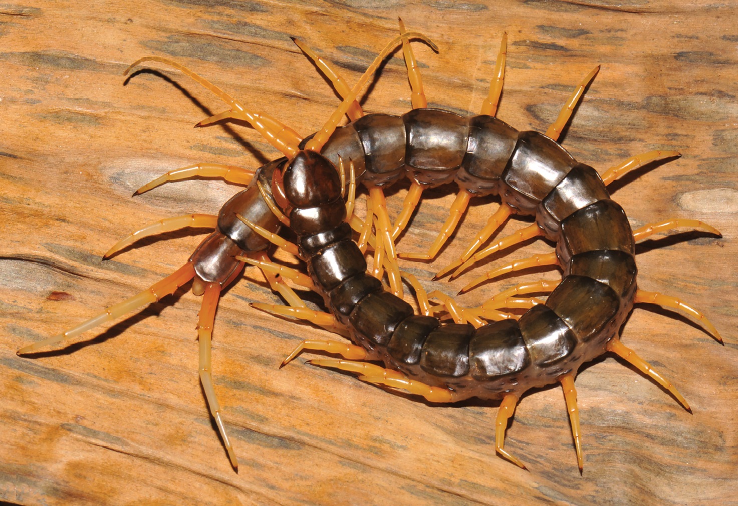 Swimming centipede