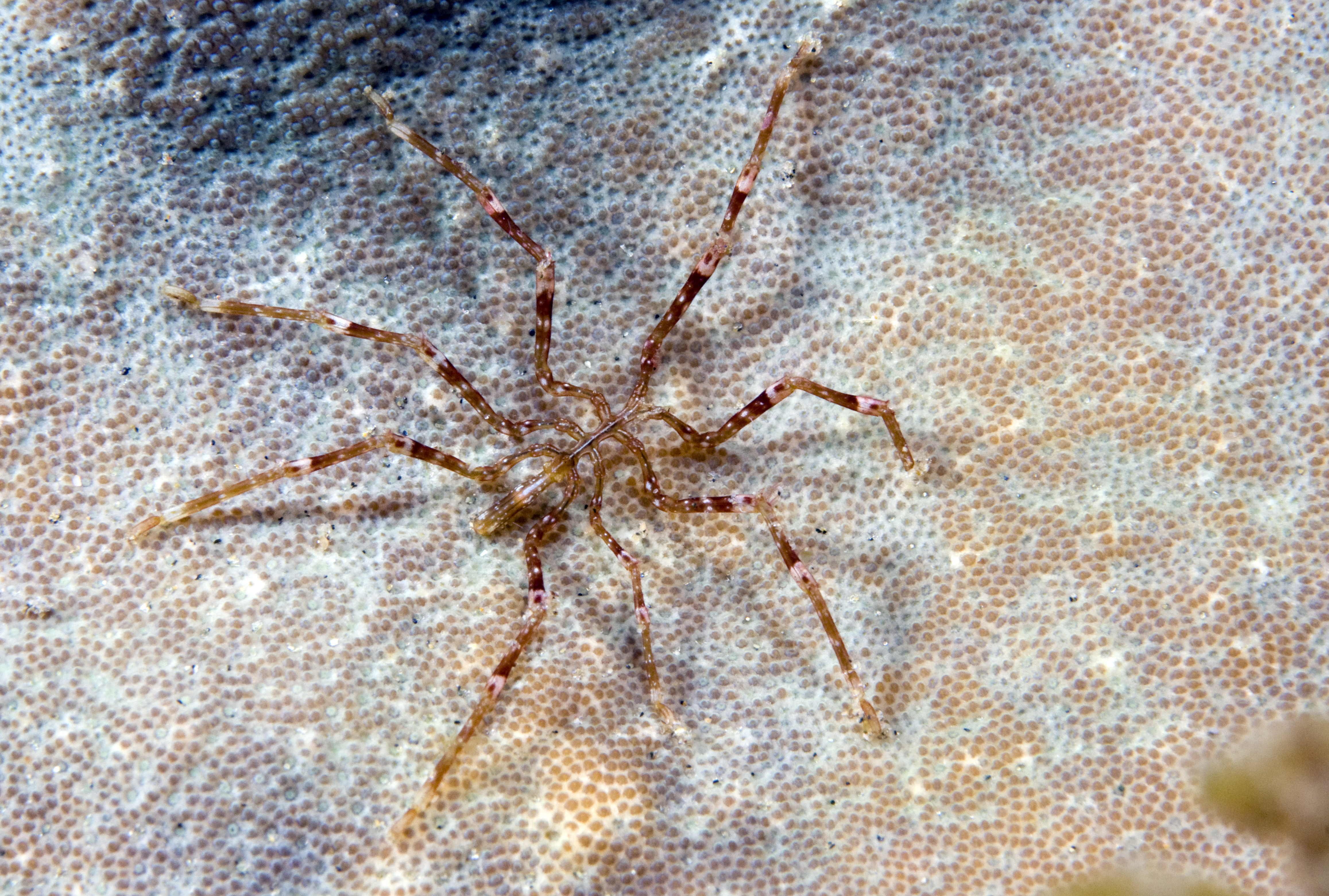 Sea spider