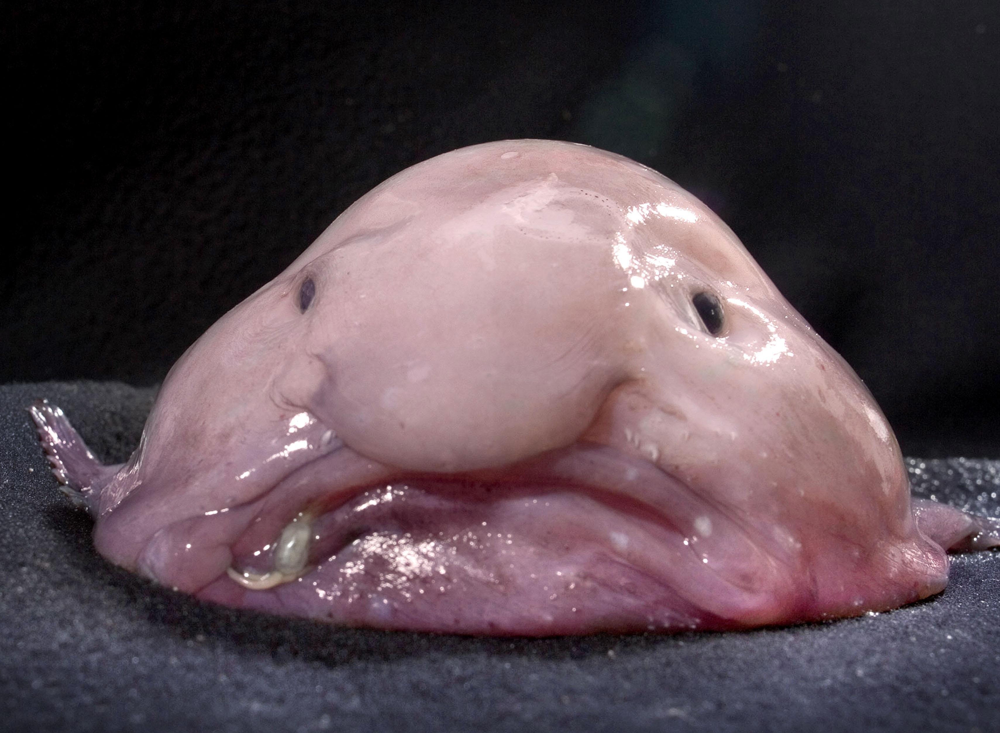 Blobfish removed from water