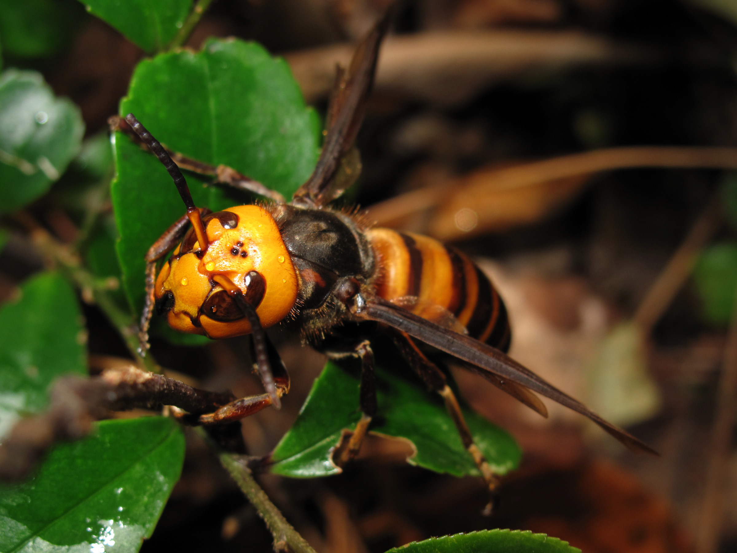 Northern giant hornet