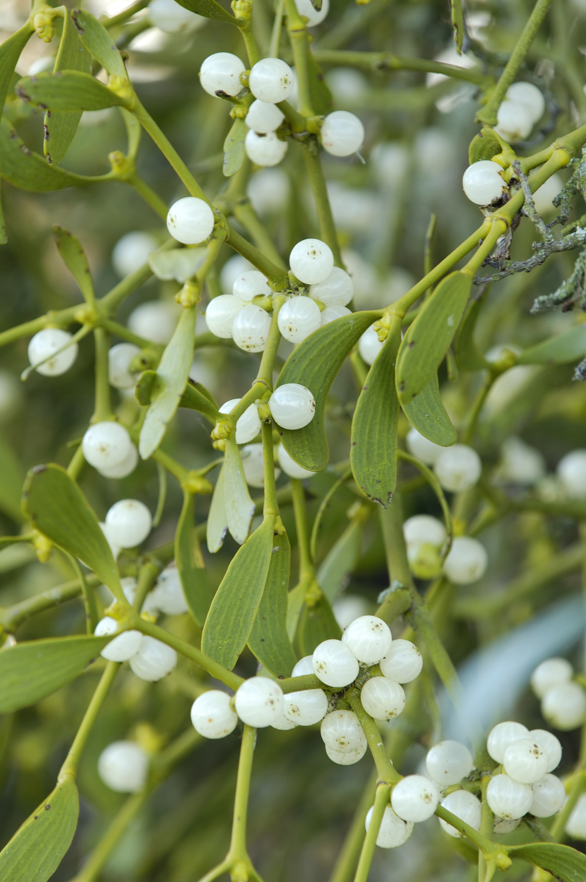 Mistletoe is a plant parasite that grows on trees.