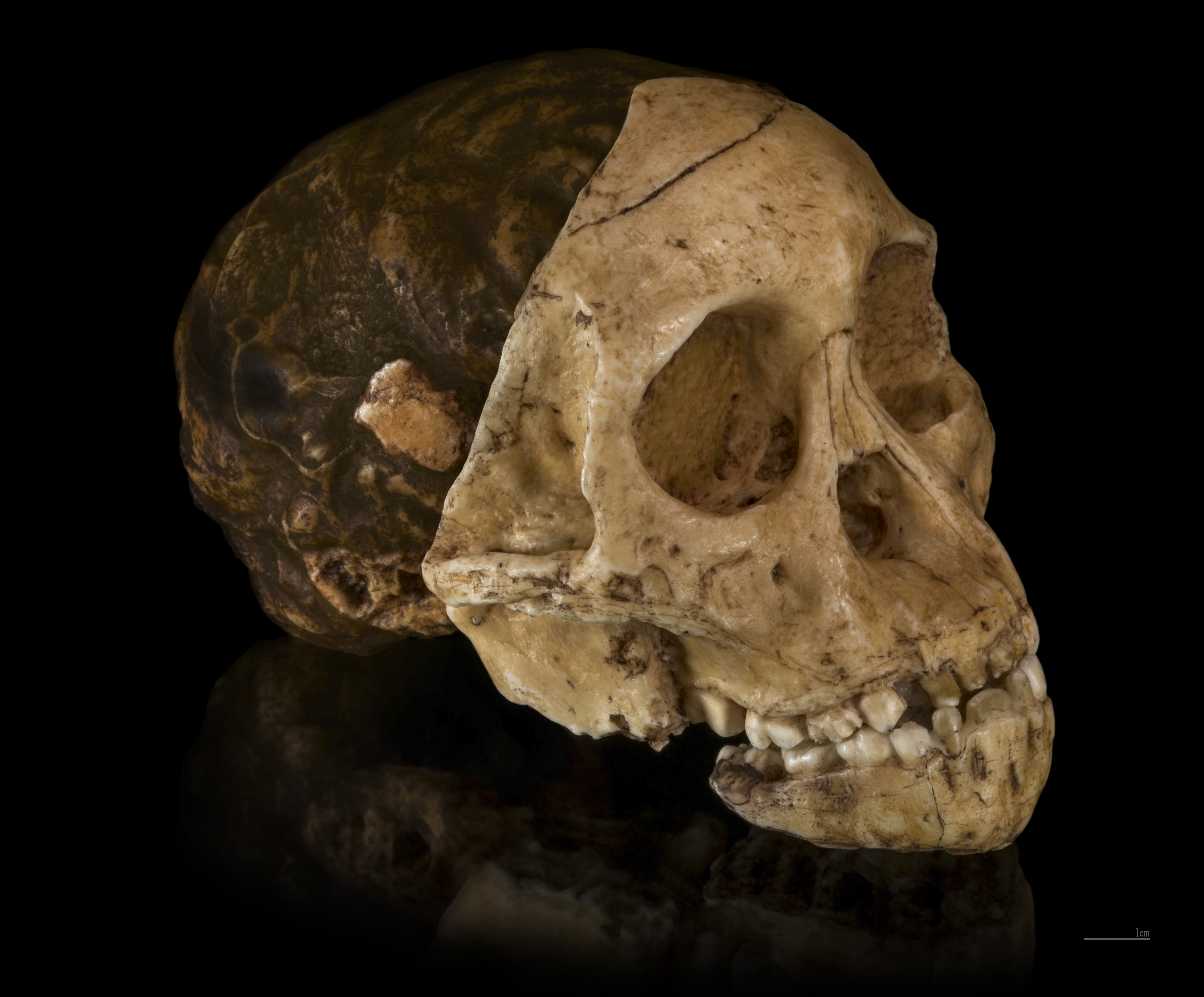 Replica of the Taung specimen, an Australopithecus africanus fossil skull